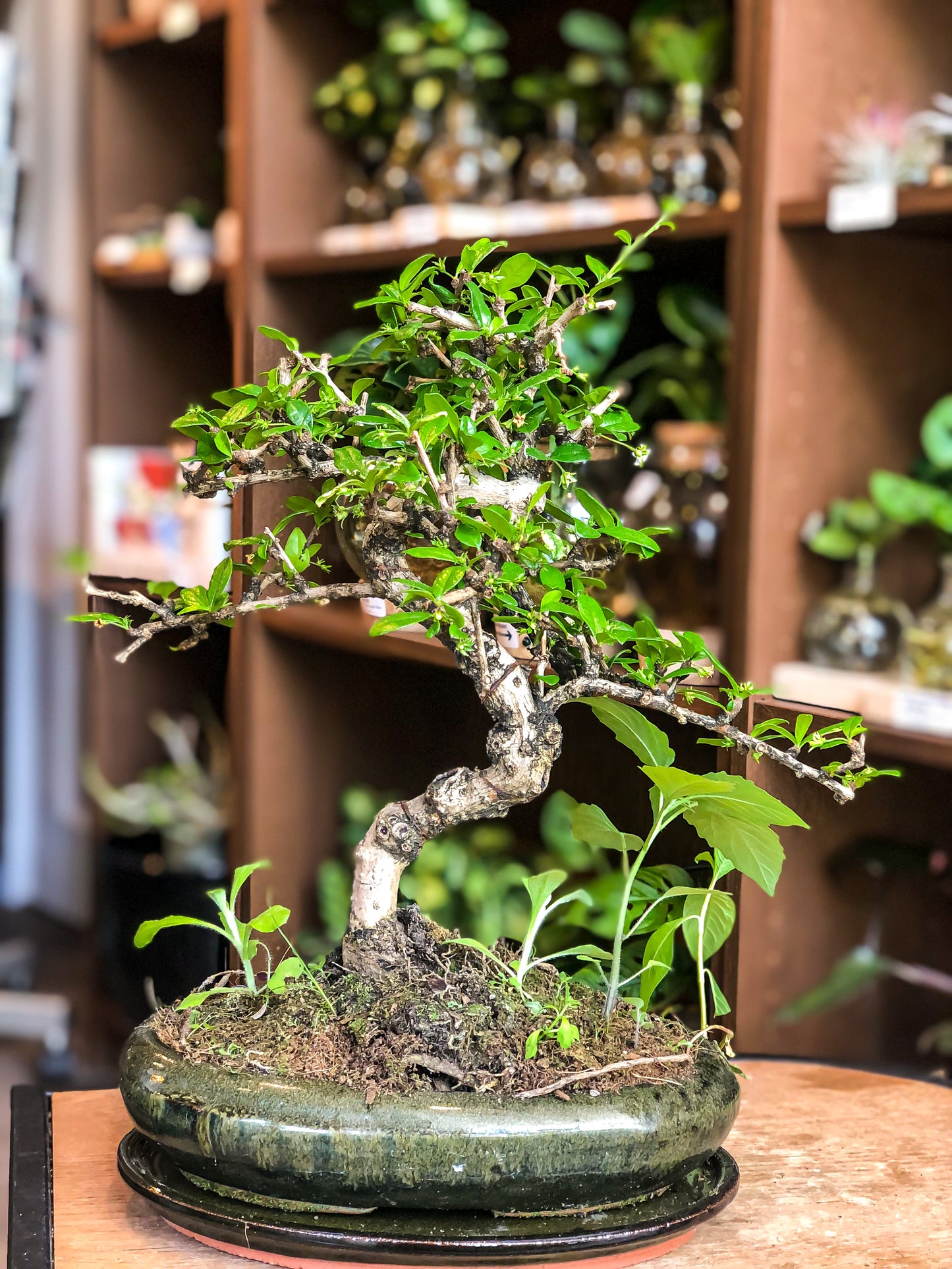 Carmona Bonsai Tree (Medium) - Avalon - Plants, Gifts & Antiques