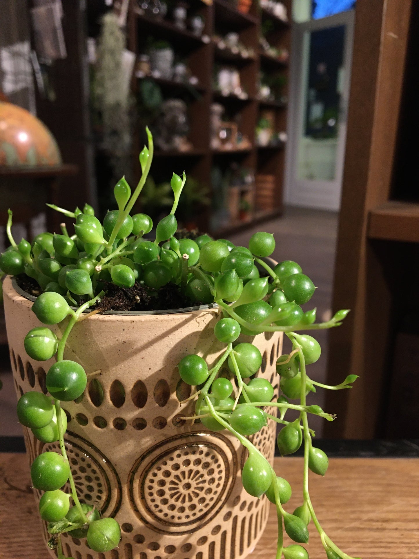 String of Pearls(senecio rowleyanus)