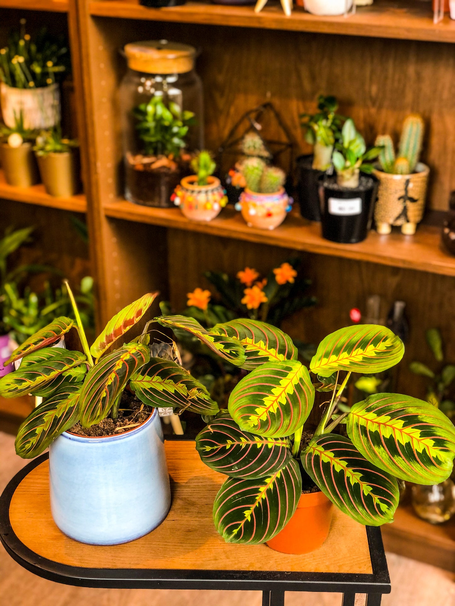 Maranta - Avalon - Plants, Gifts & Antiques