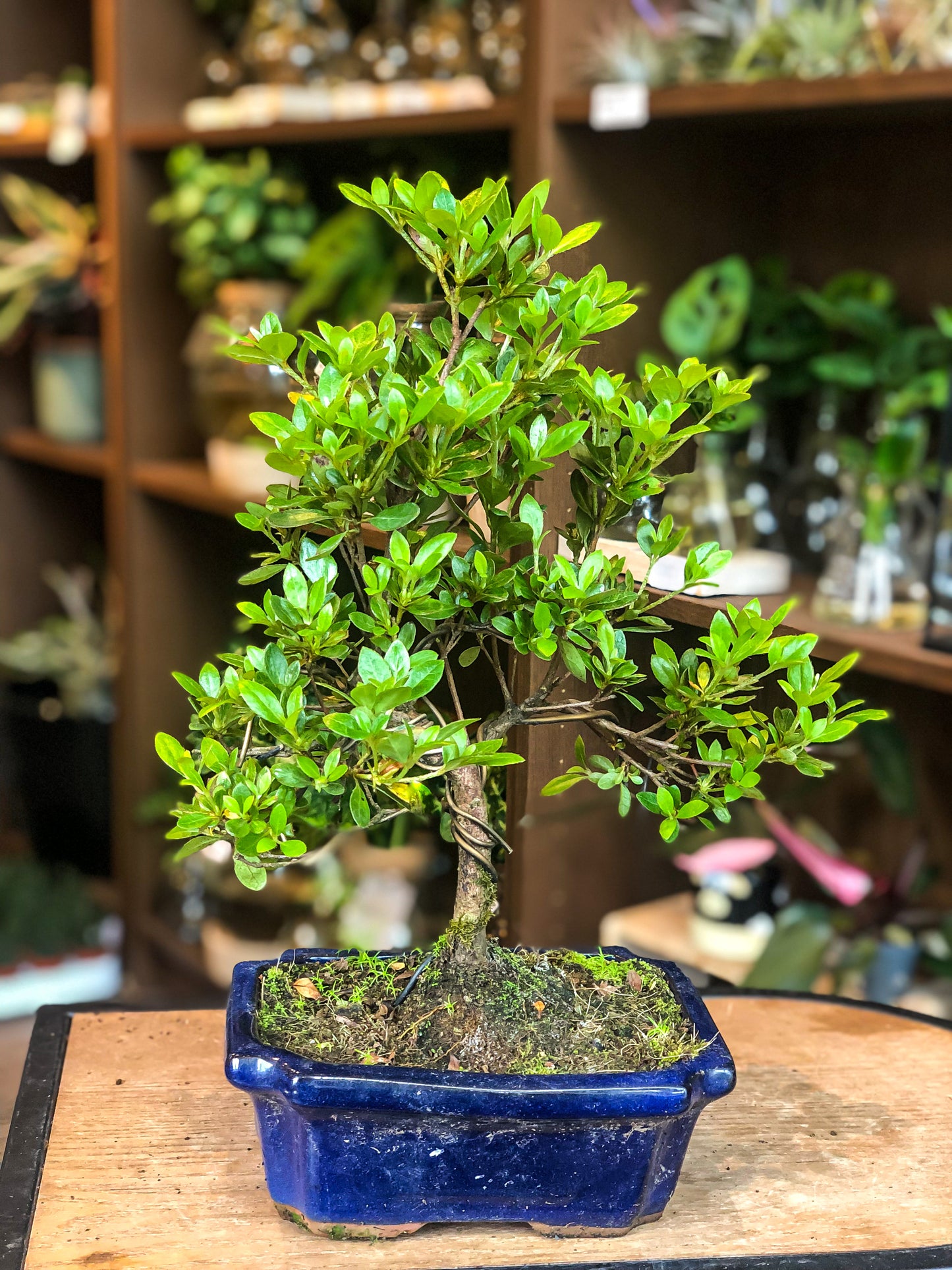 Rhododendron - Avalon - Plants, Gifts & Antiques