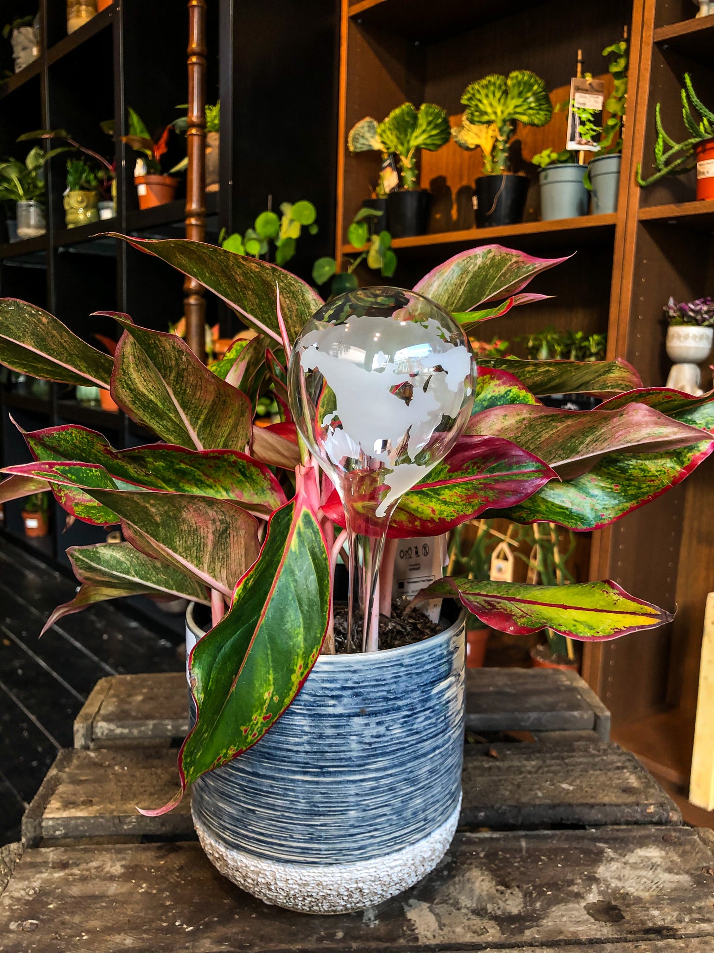 Self watering glass globe