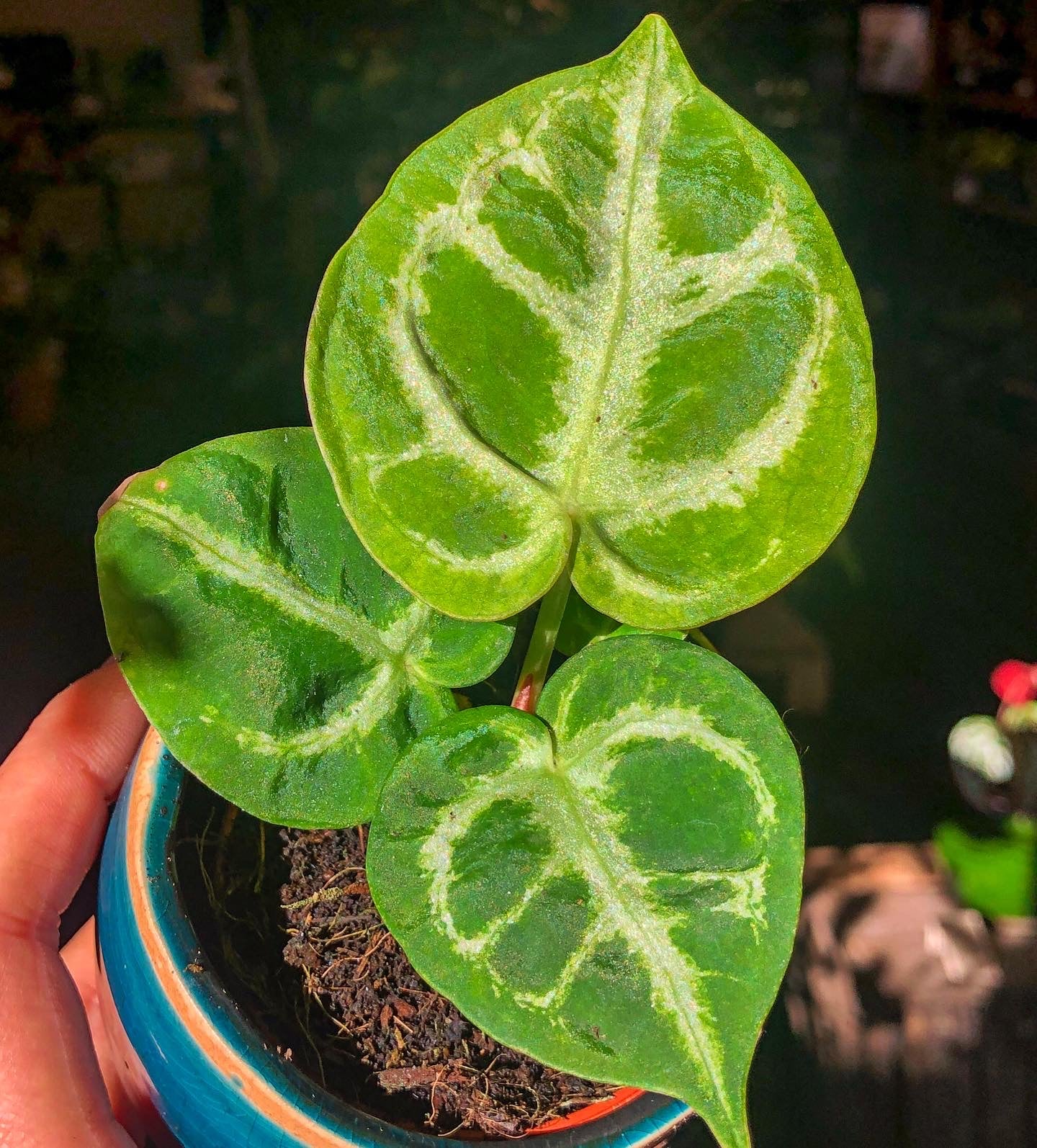 Anthurium Silver Blush