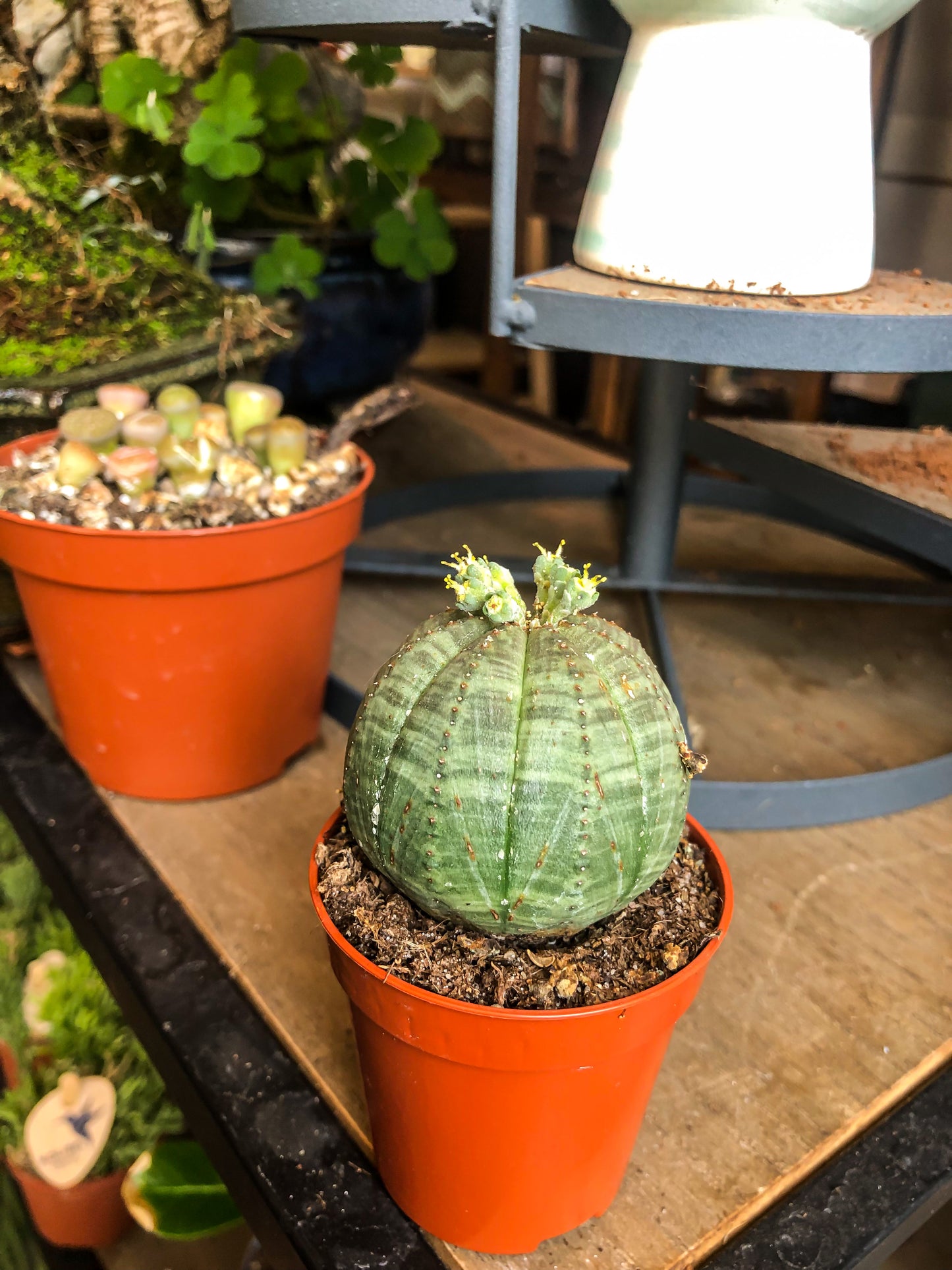 Mini Euphorbia Baseball Plant (Obesa) - Avalon - Plants, Gifts & Antiques