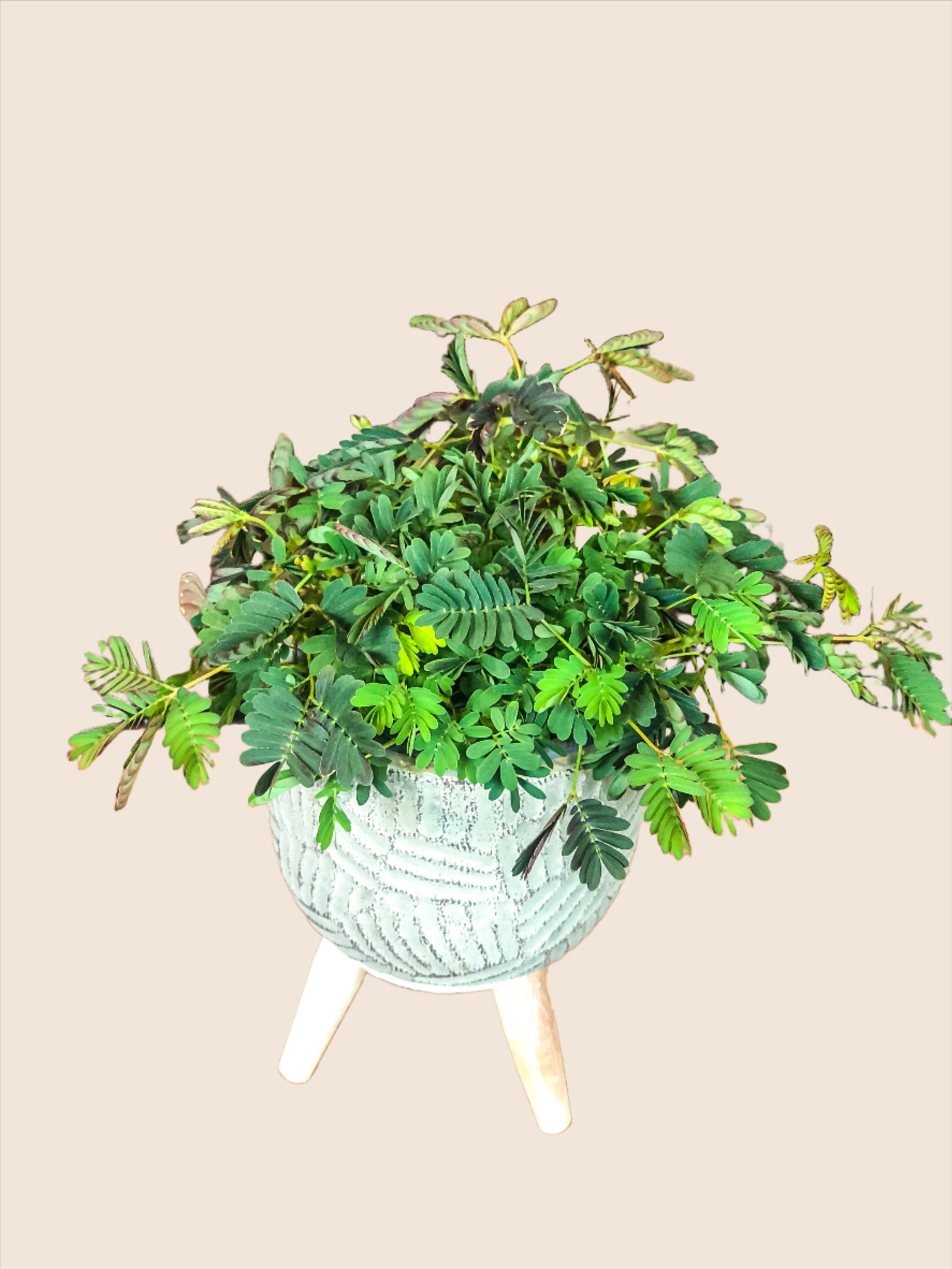 Mimosa Pudica - Avalon - Plants, Gifts & Antiques