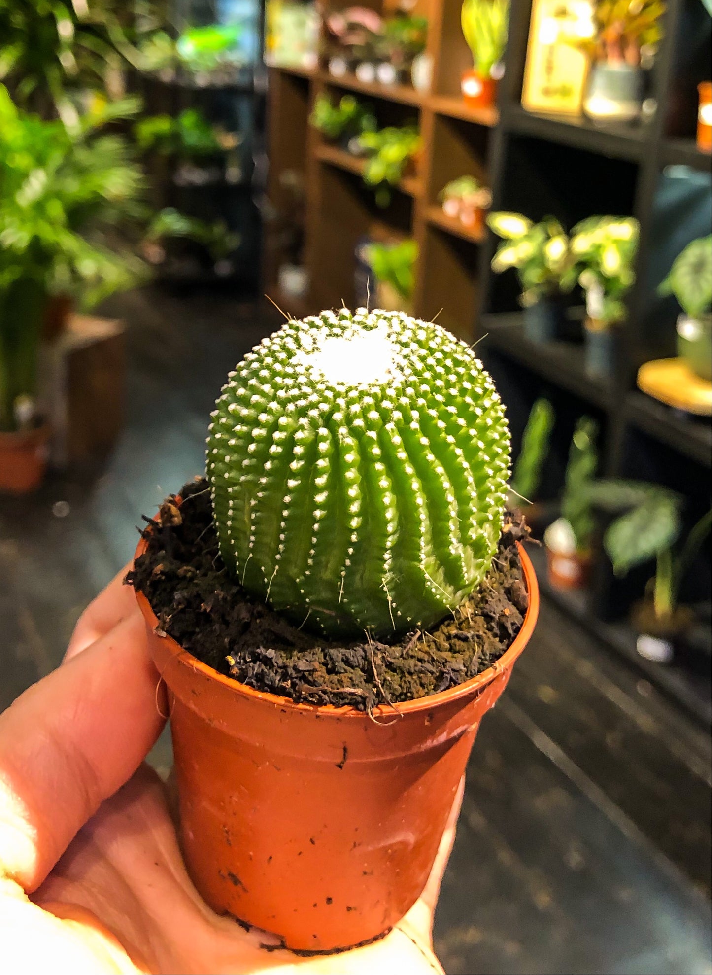 Notocactus leninghausii inermis