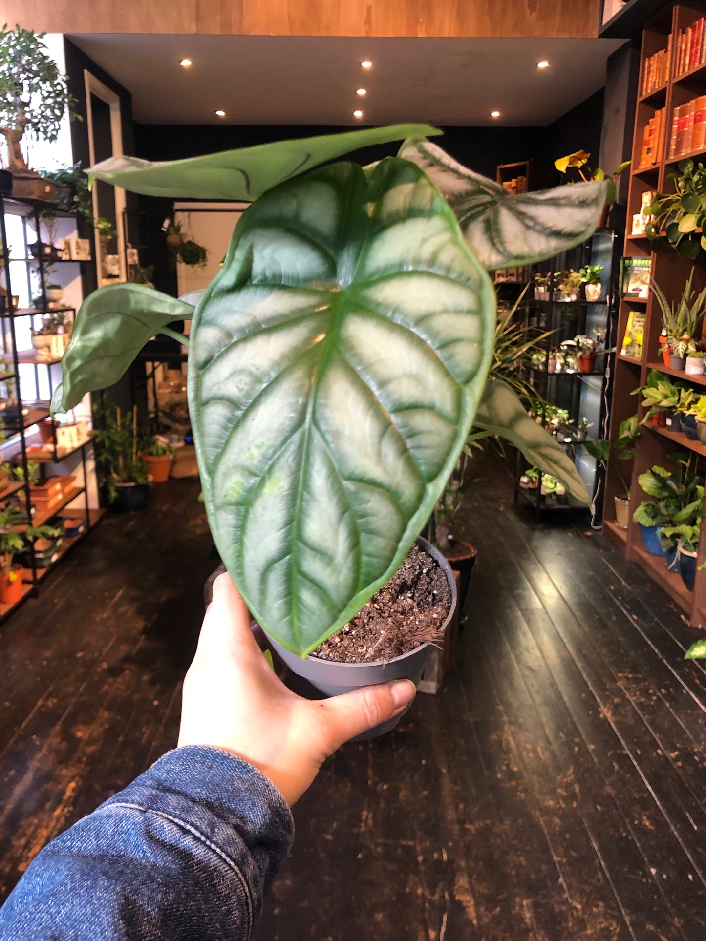 Alocasia Silver Dragon - Medium