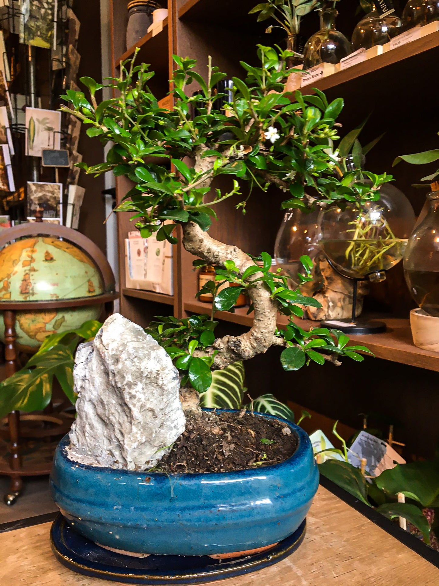 Carmona bonsai met rockscène