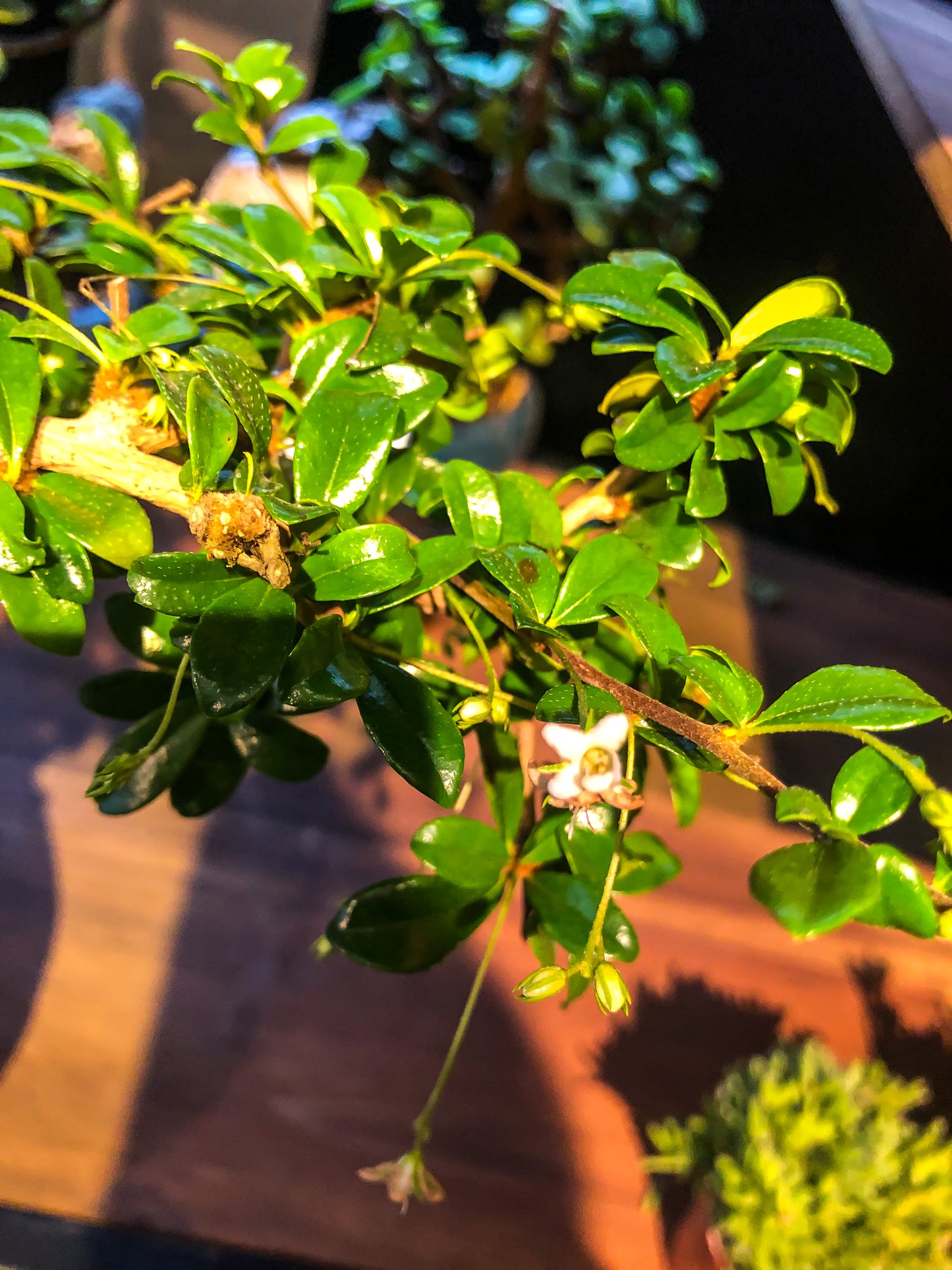 Carmona bonsai met rockscène