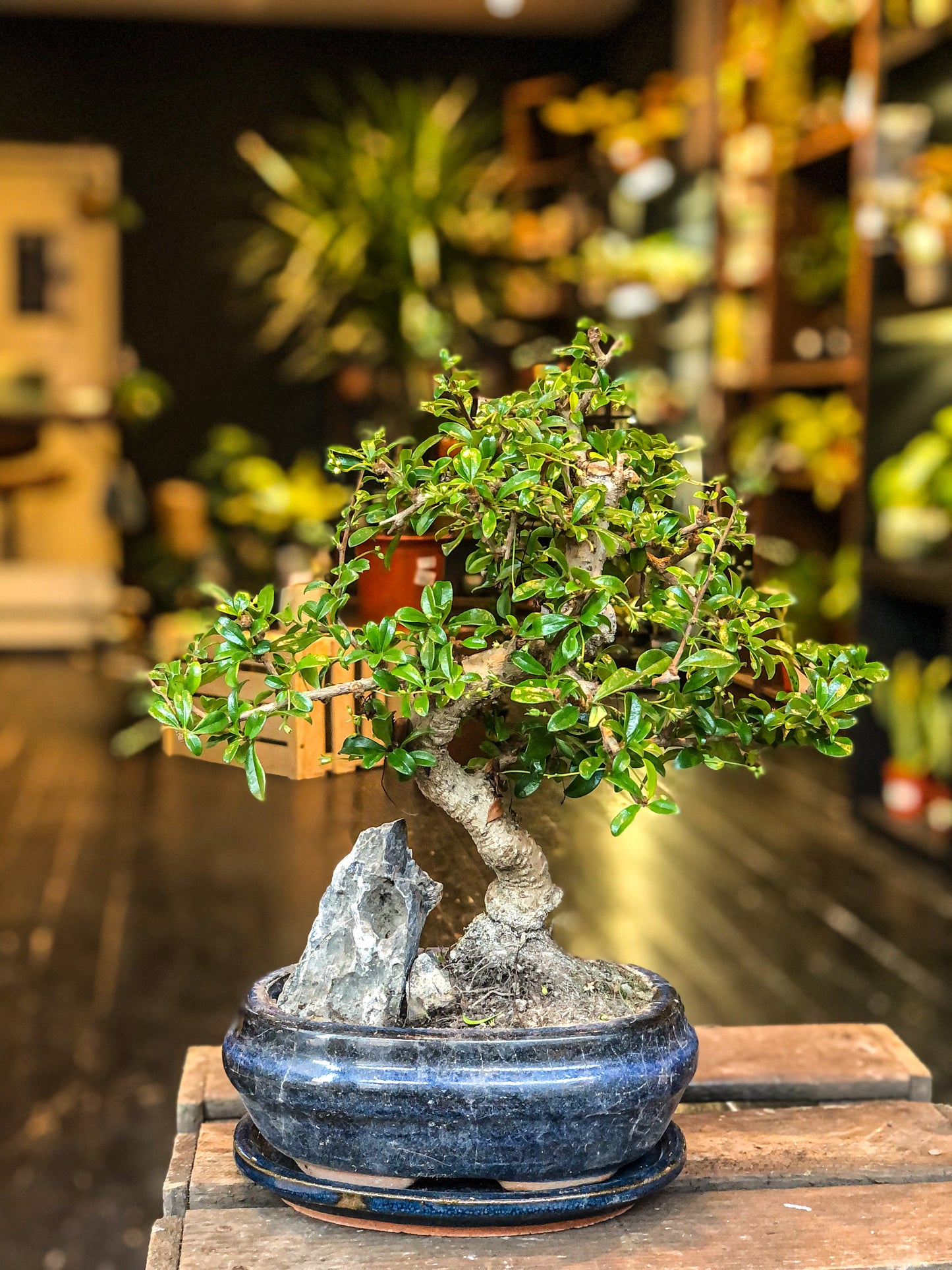 Carmona bonsai met rockscène