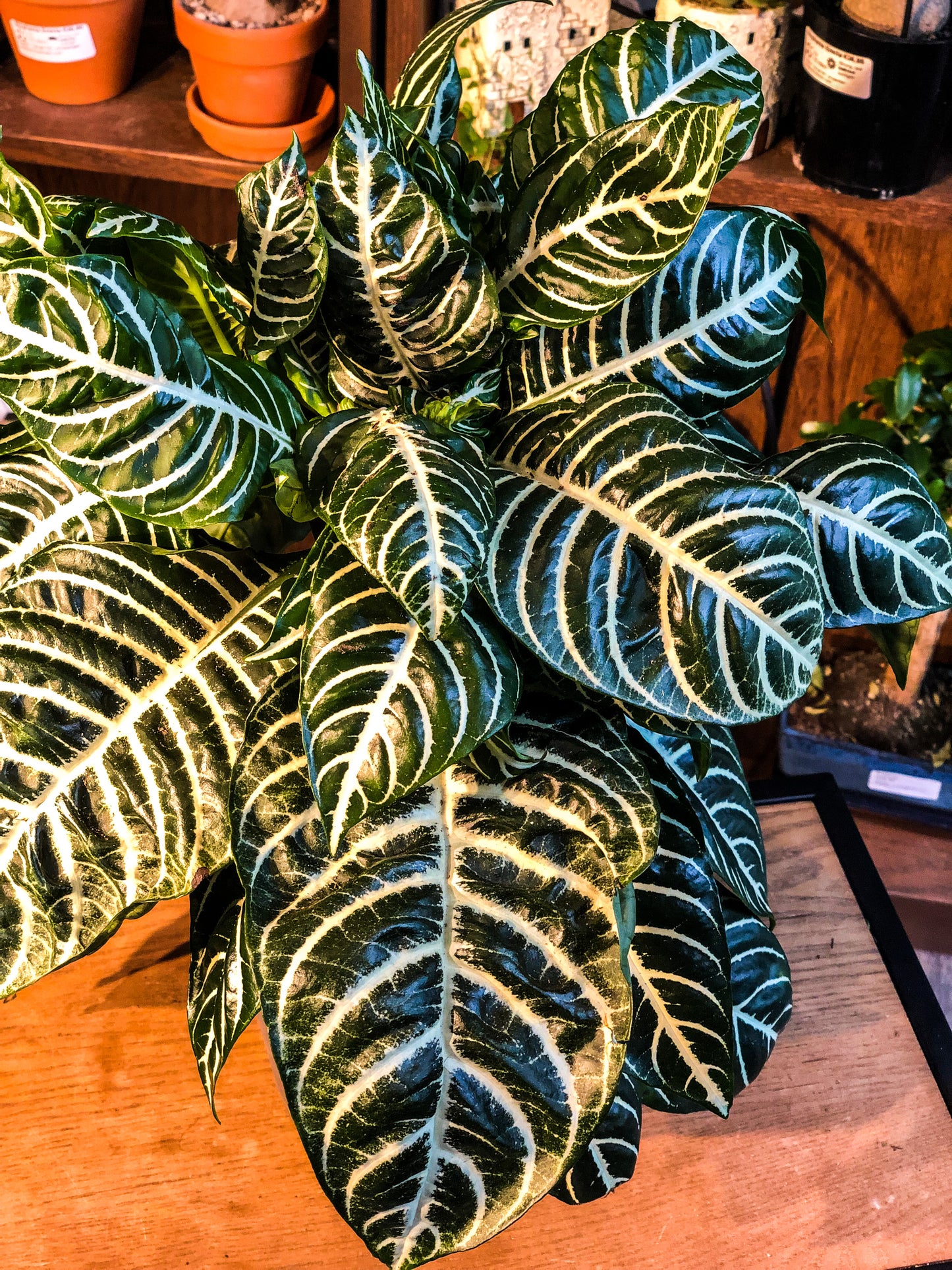 Zebra Plant (Aphelandra Squarrosa) - Avalon - Gifts, Antiques & Plants