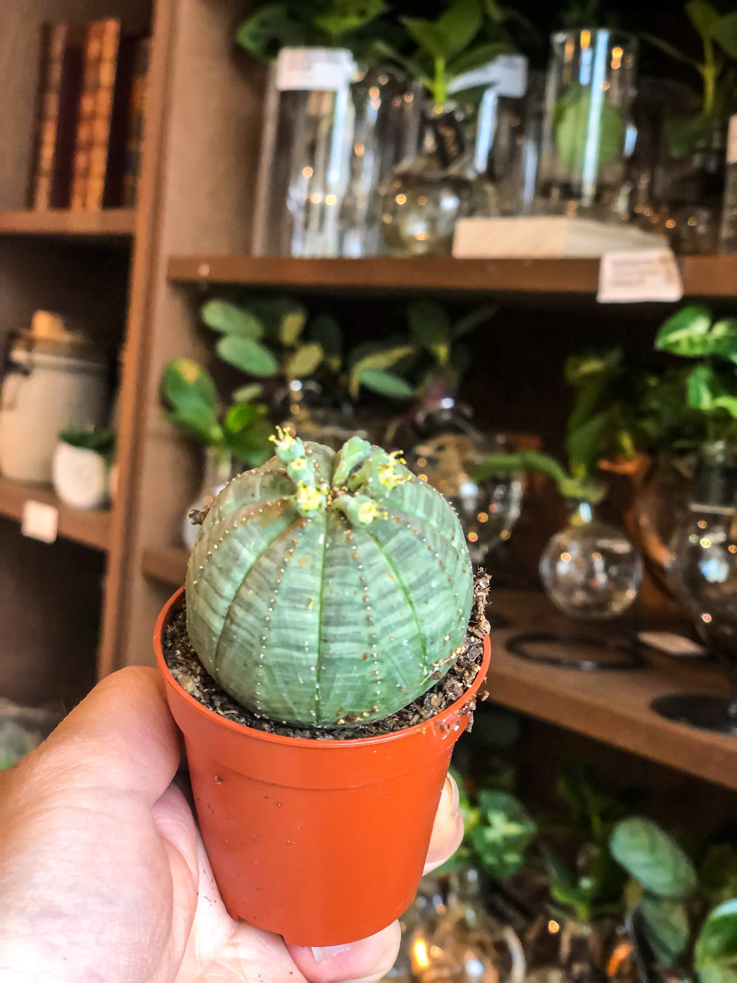 Mini Euphorbia Baseball Plant (Obesa) - Avalon - Plants, Gifts & Antiques