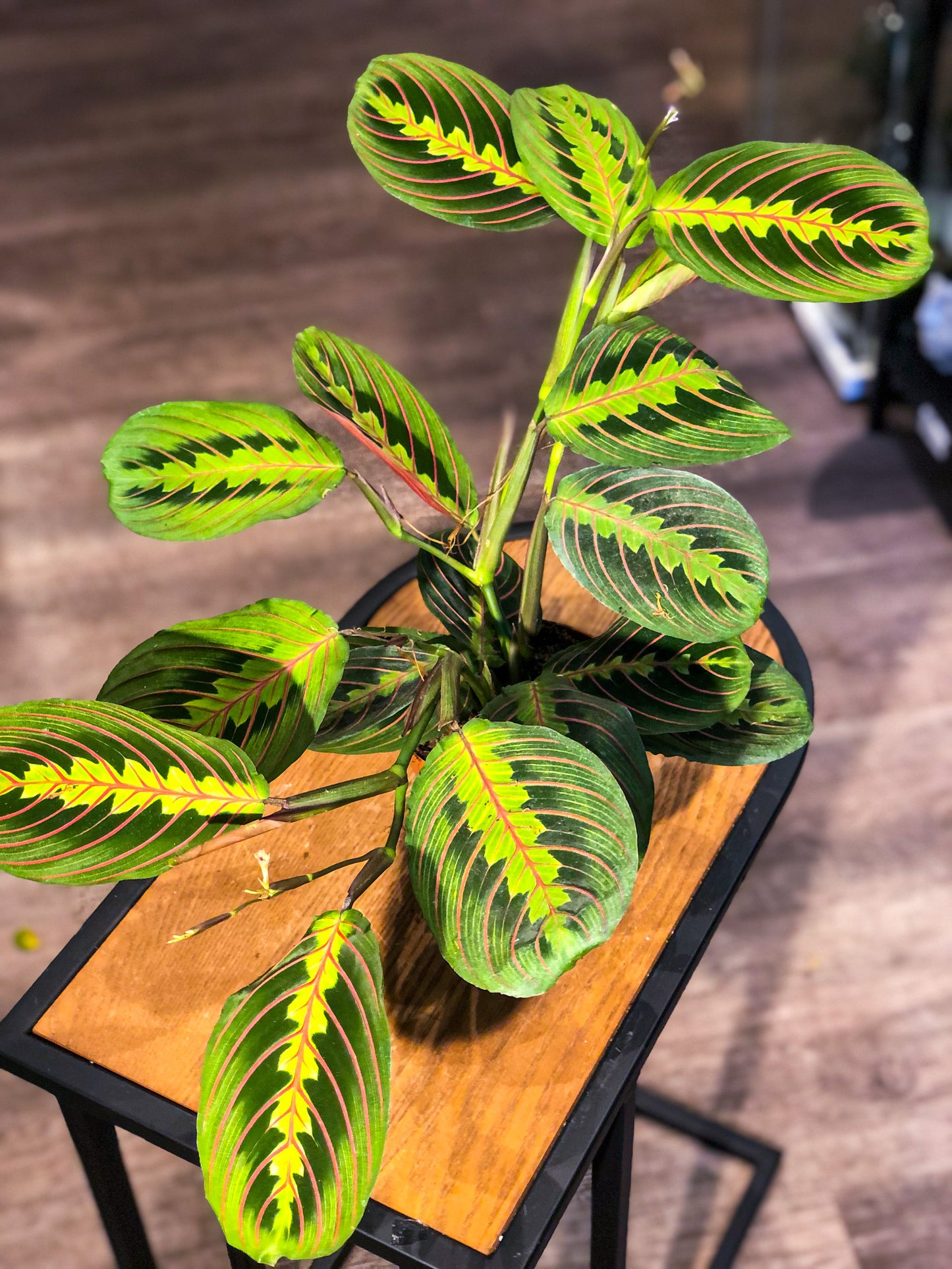 Maranta - Avalon - Plants, Gifts & Antiques
