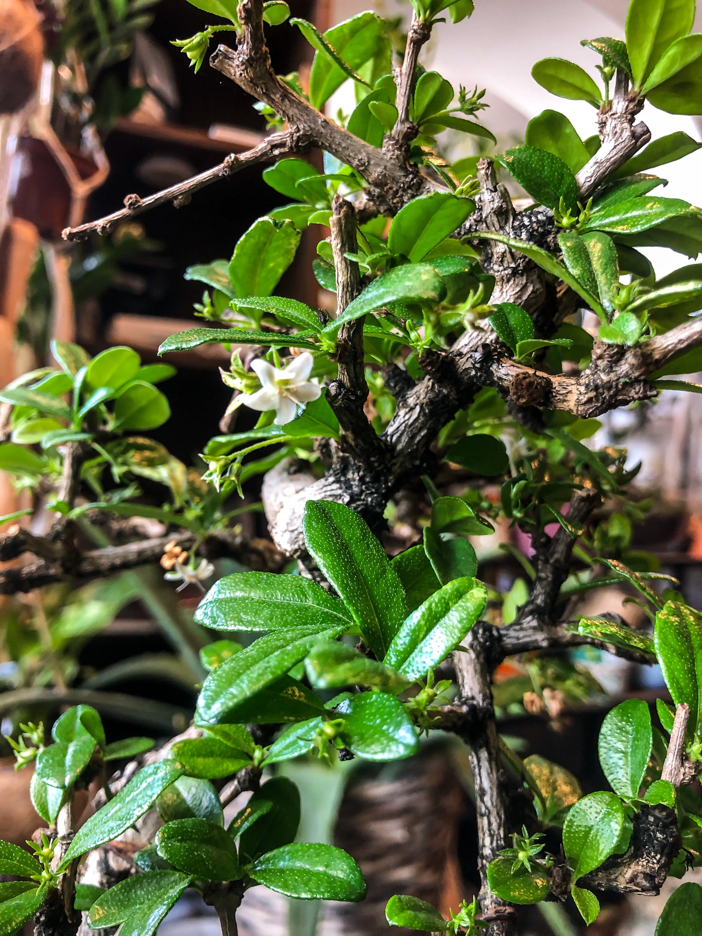 Carmona Bonsai Tree (Medium) - Avalon - Plants, Gifts & Antiques