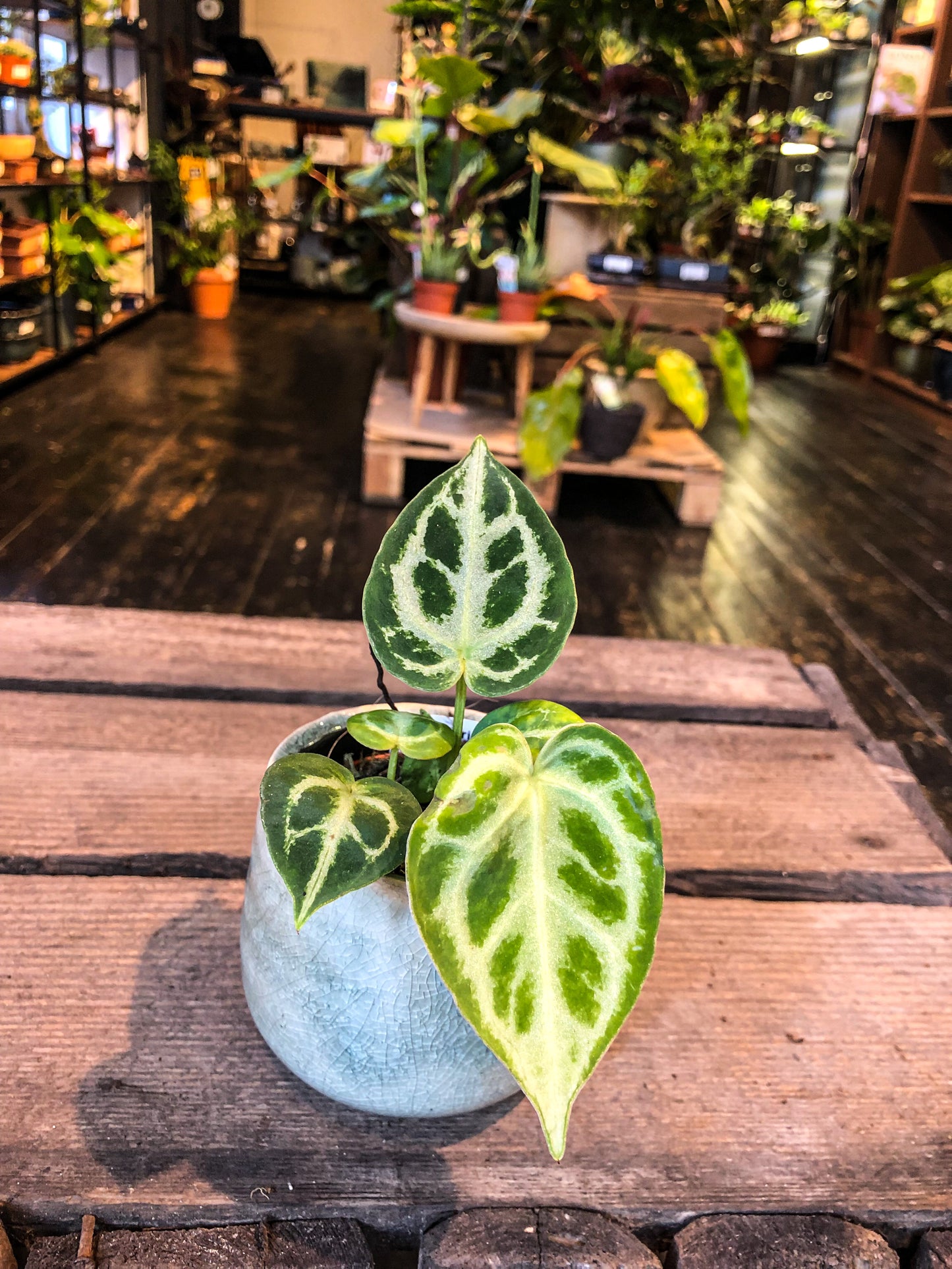 Anthurium Silver Blush