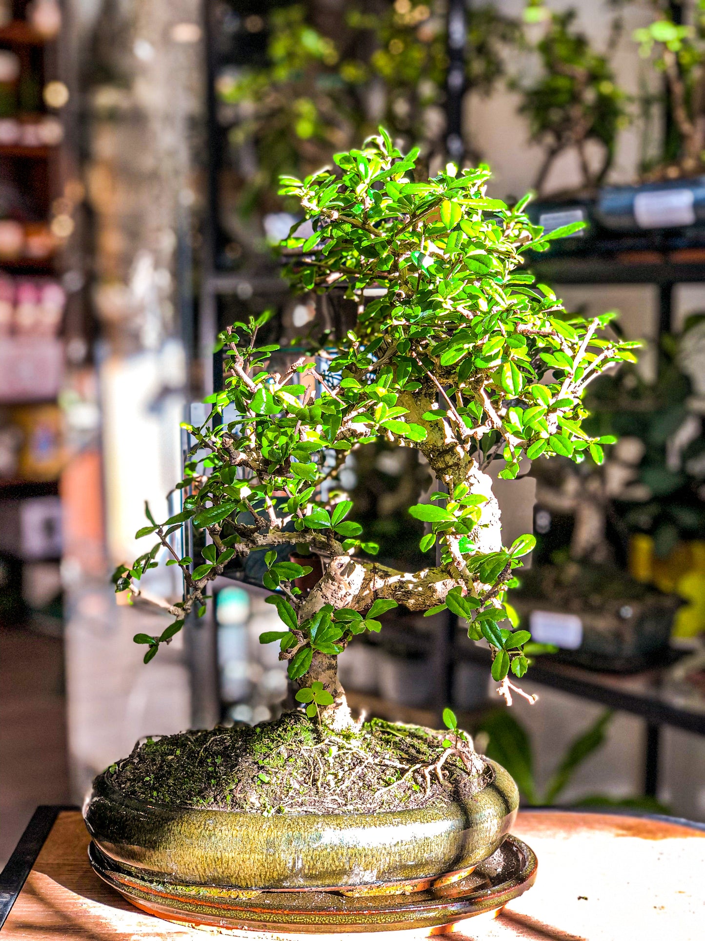 Carmona Bonsai Tree (Medium) - Avalon - Plants, Gifts & Antiques