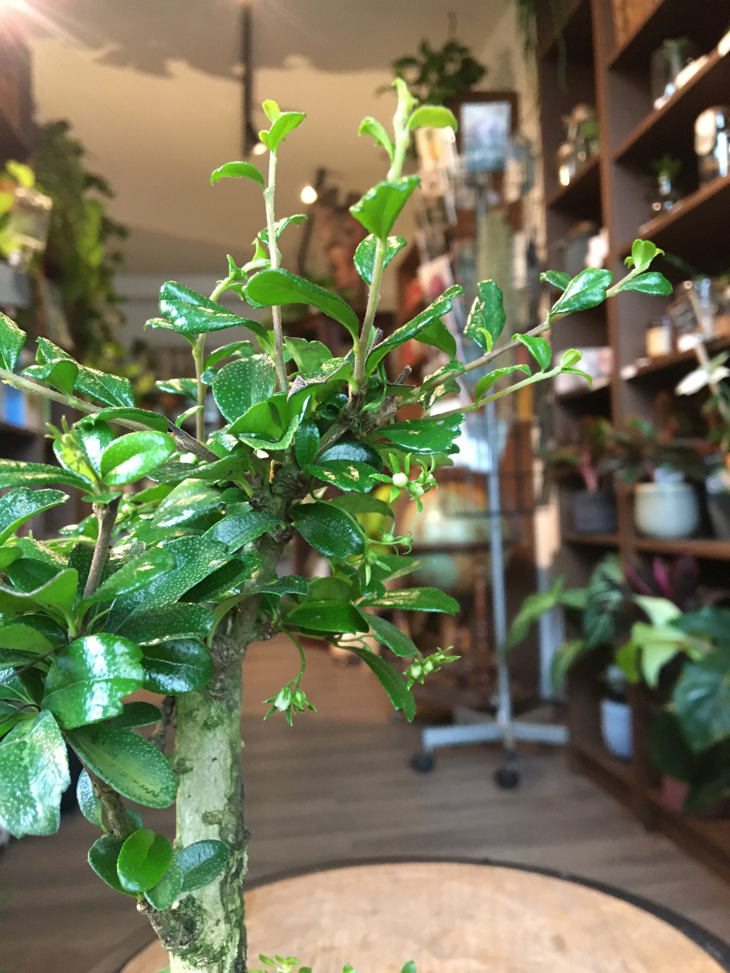 Carmona Bonsai - Mini