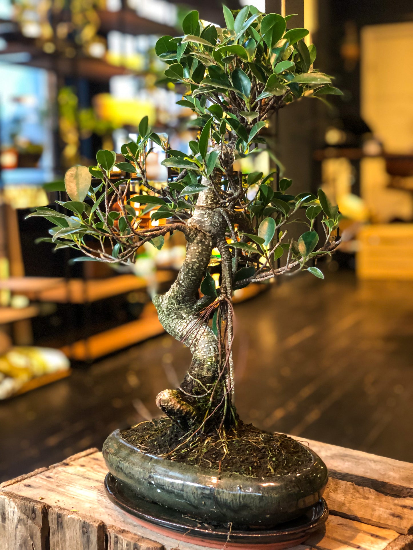 Ficus Bonsai (L) | Moyogi-stijl (S-vormig)