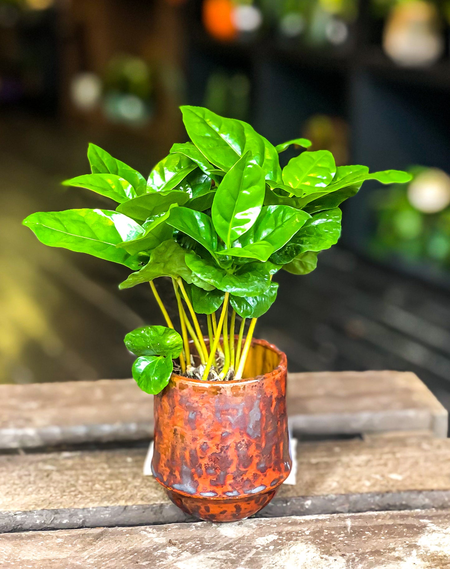 Coffee Plant (Coffee Arabica)