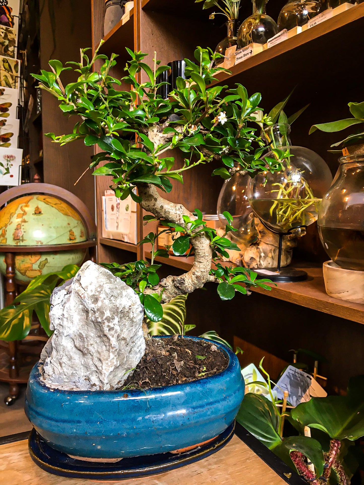 Carmona bonsai met rockscène