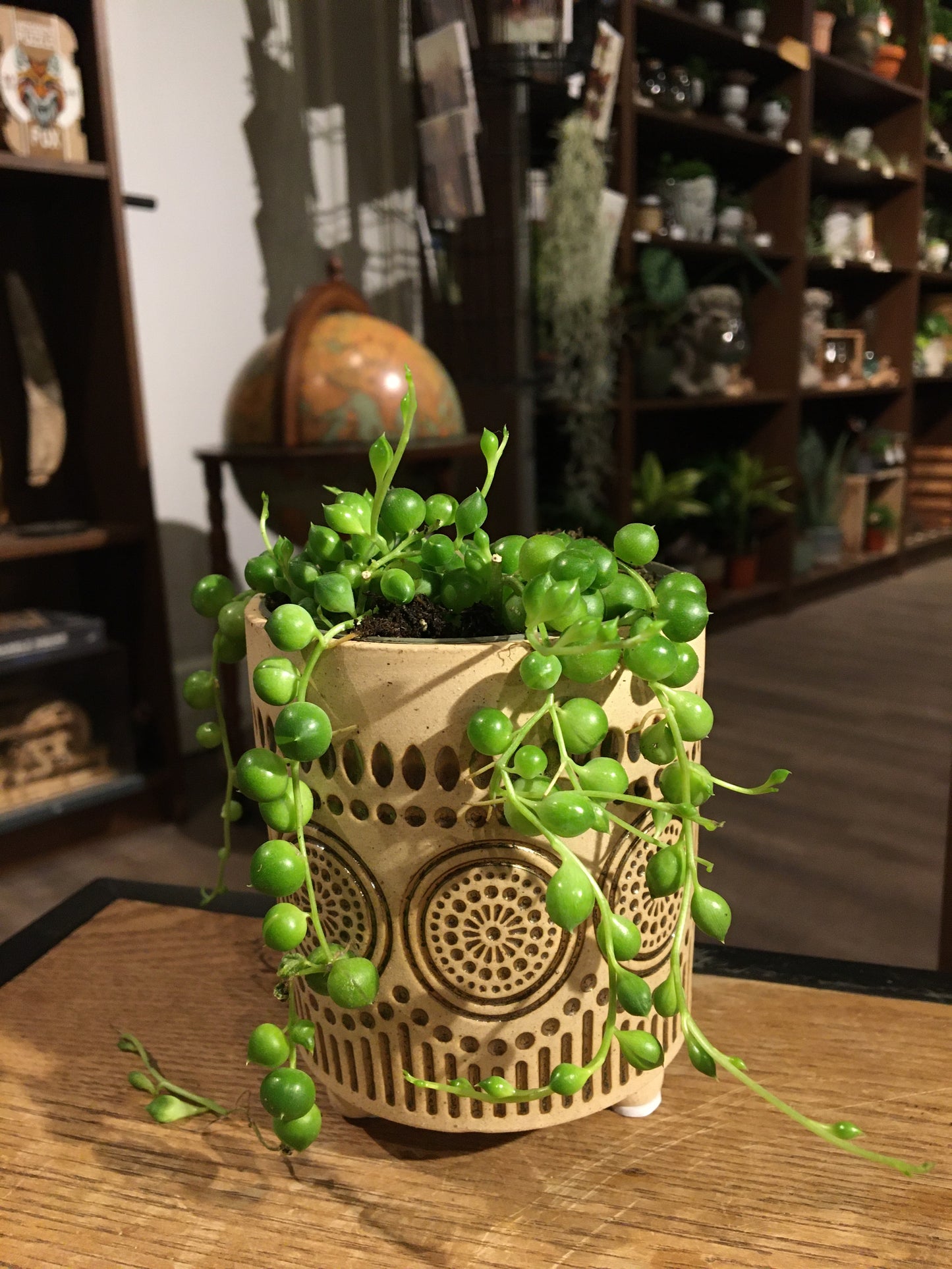 String of Pearls(senecio rowleyanus)