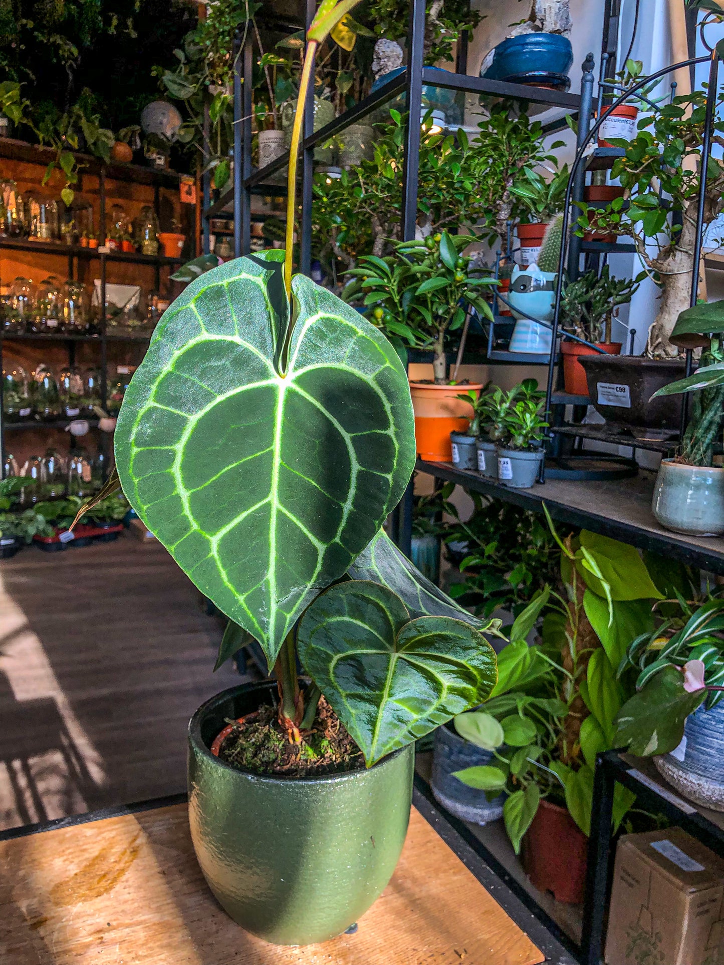Anthurium Clarinervium