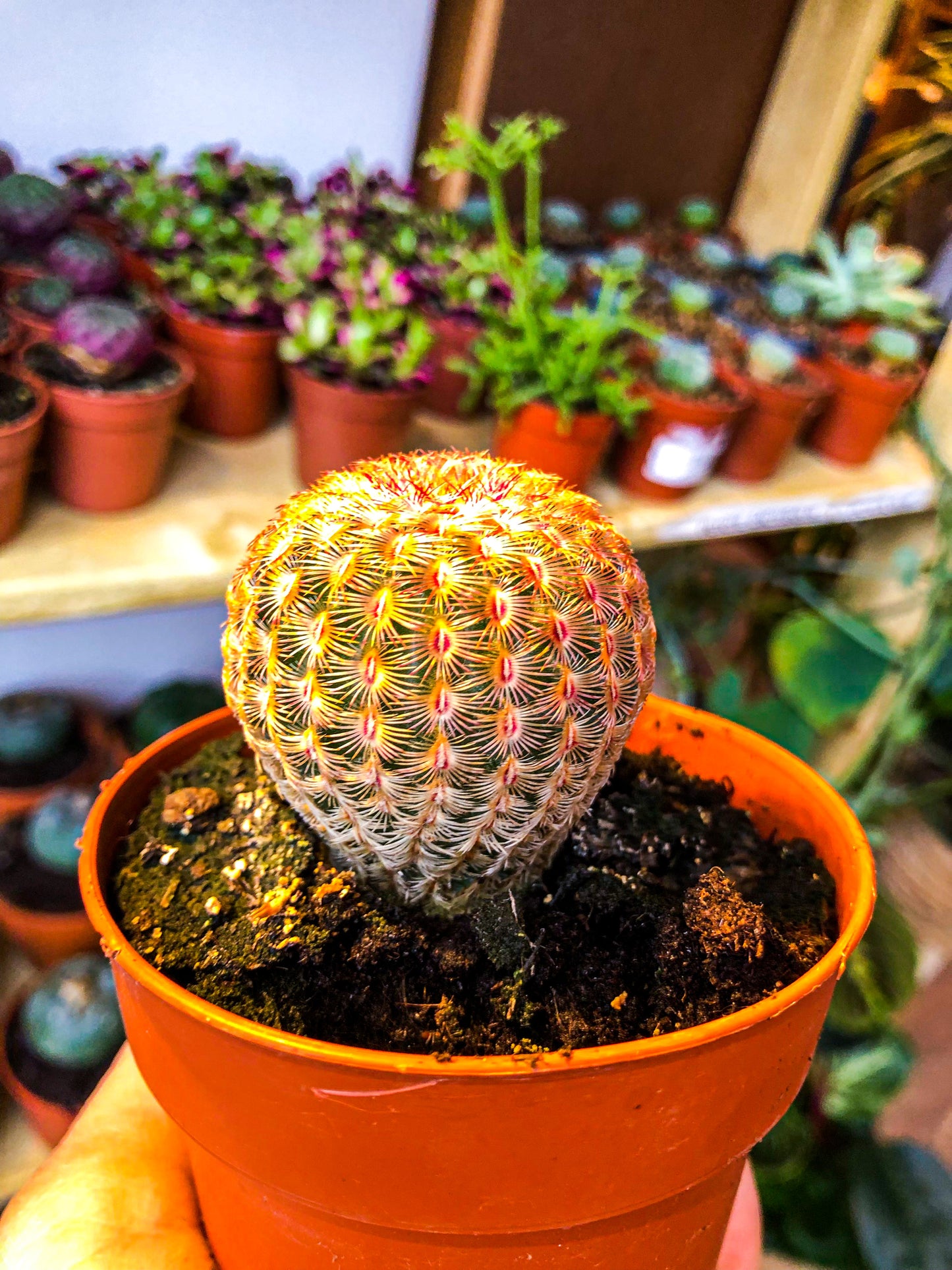 Echinocereus Pectinatus Rubispinus - Avalon - Plants, Gifts & Antiques