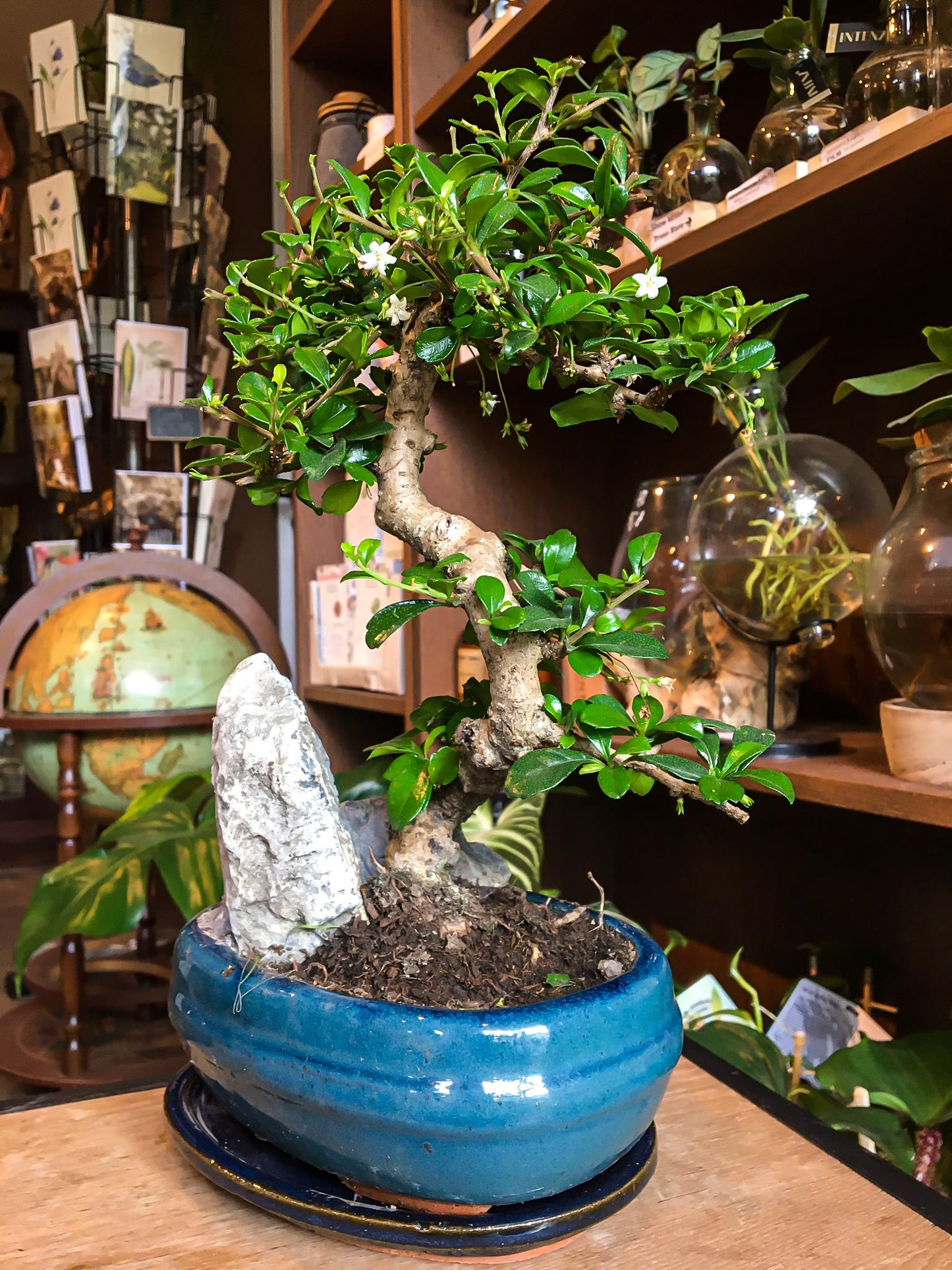 Carmona bonsai met rockscène