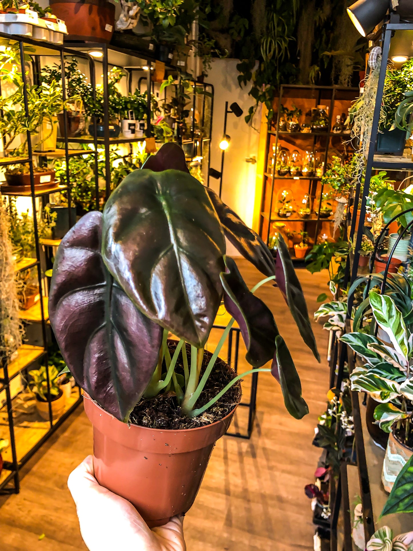 Alocasia Red Secret - Avalon - Plants, Gifts & Antiques