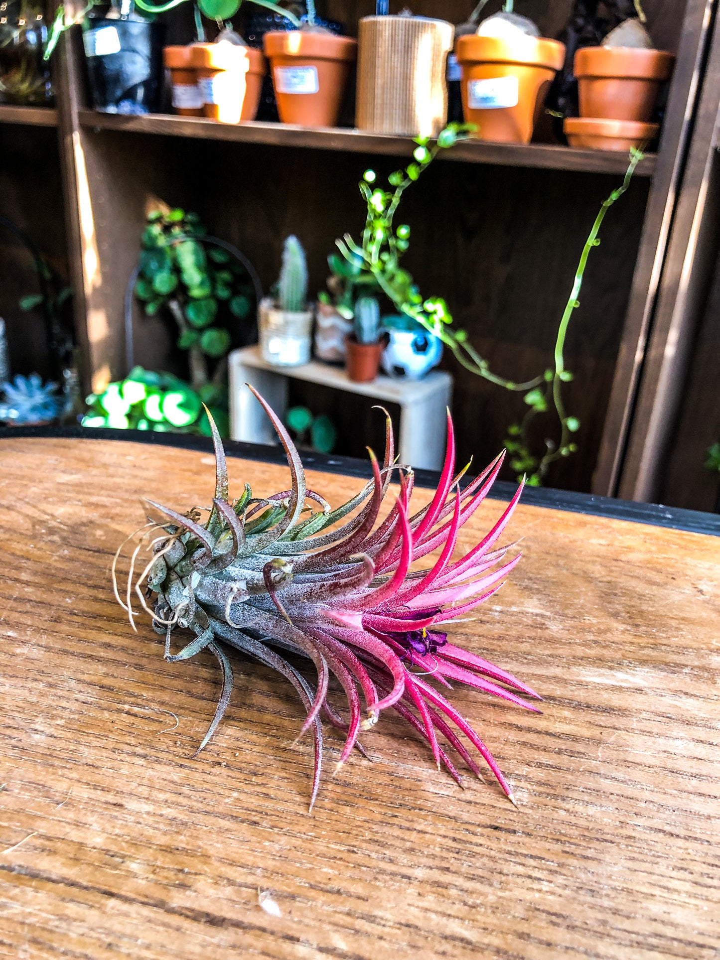 Tillandsia Ionantha Red Regular - Avalon - Plants, Gifts & Antiques