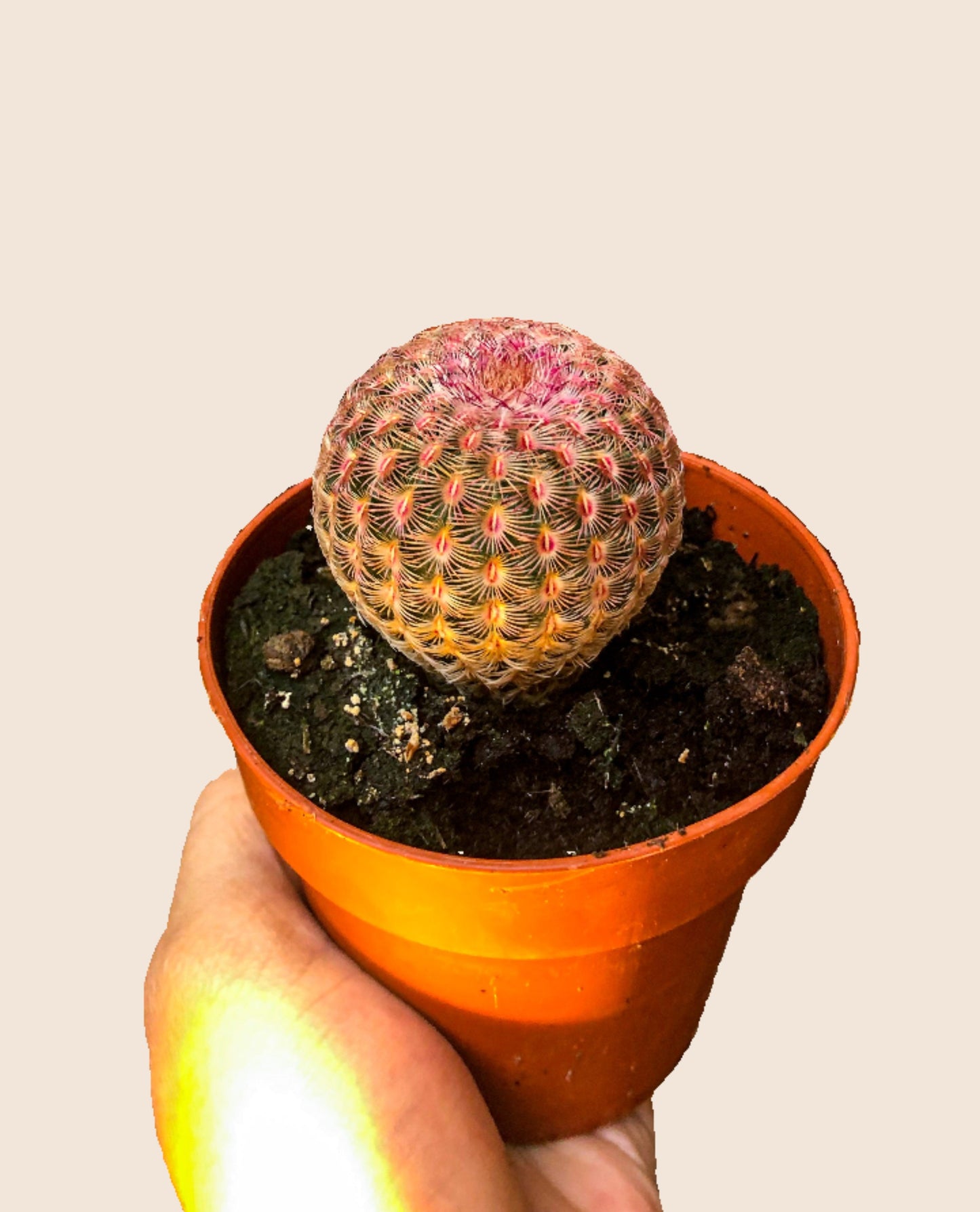Echinocereus Pectinatus Rubispinus - Avalon - Plants, Gifts & Antiques