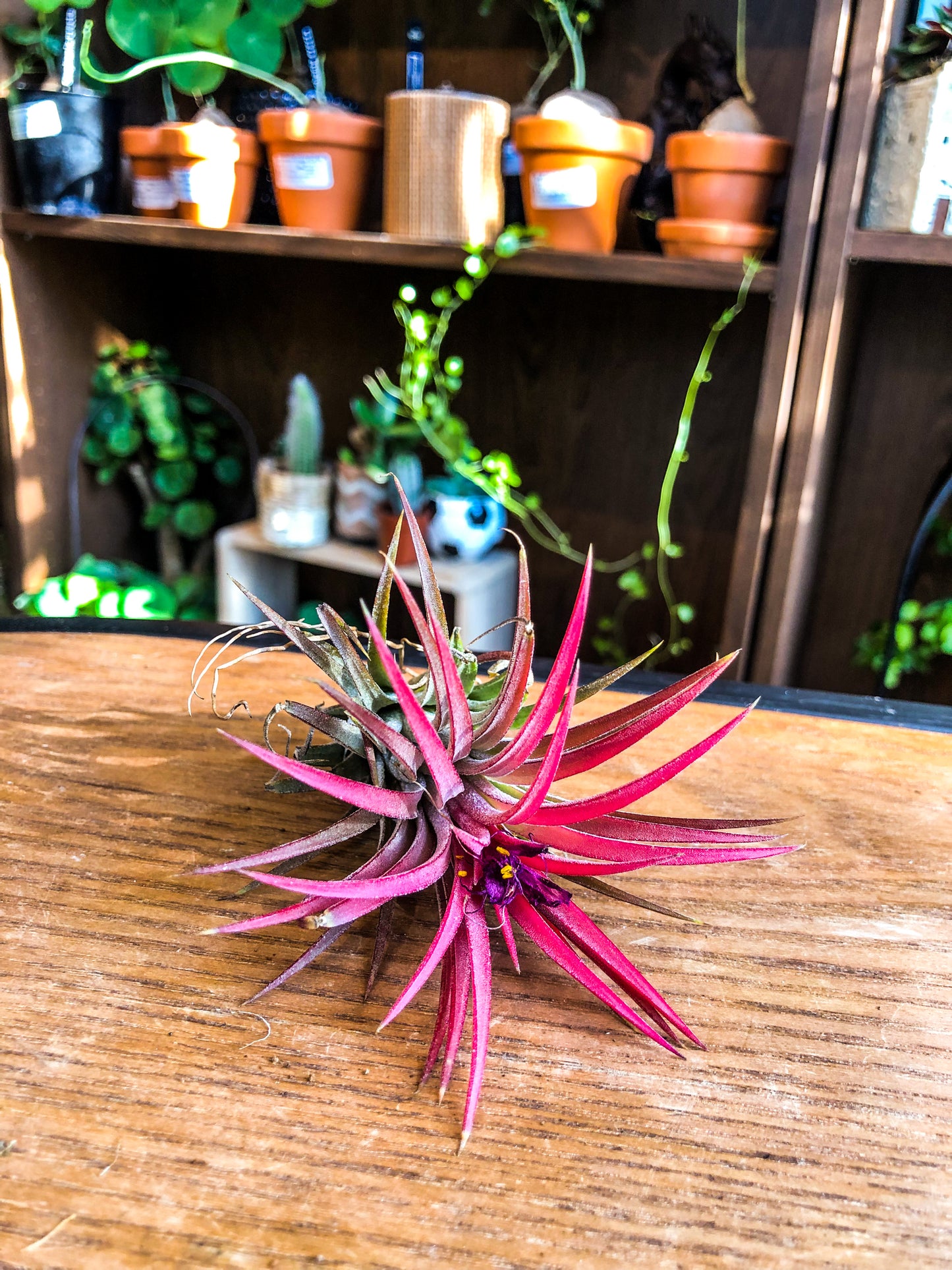Tillandsia Ionantha Red Regular - Avalon - Plants, Gifts & Antiques