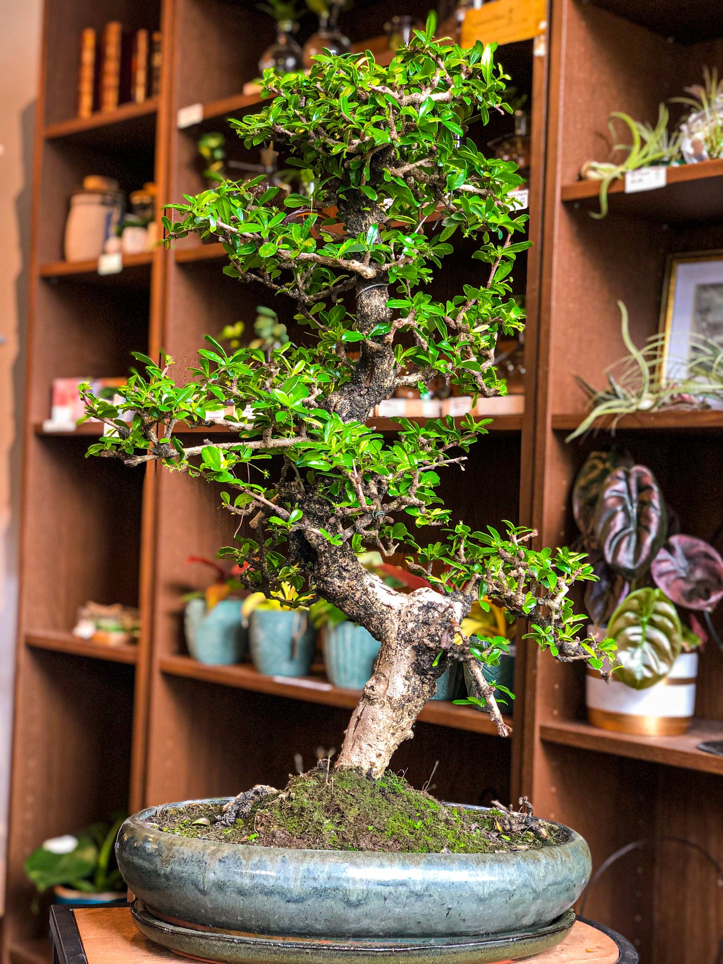 Large Carmona Bonsai - Avalon - Plants, Gifts & Antiques