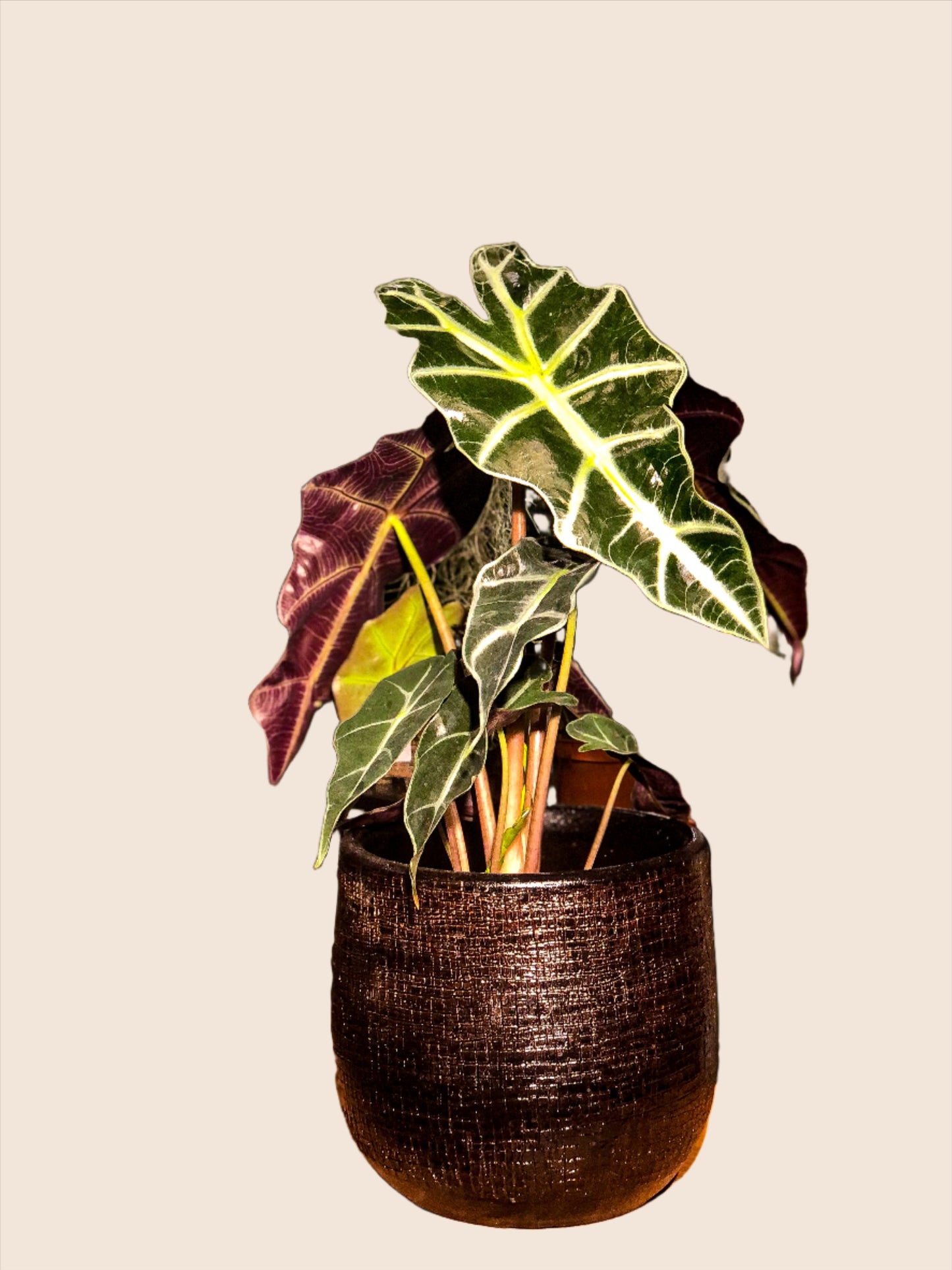 Alocasia Amazonia ‘Polly’ - Avalon - Plants, Gifts & Antiques
