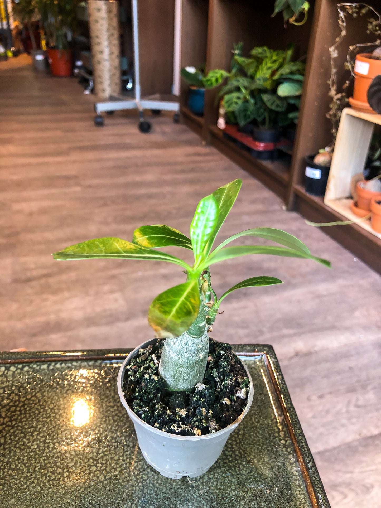 Small Desert Rose (Adenium Obesum) - Avalon - Plants, Gifts & Antiques