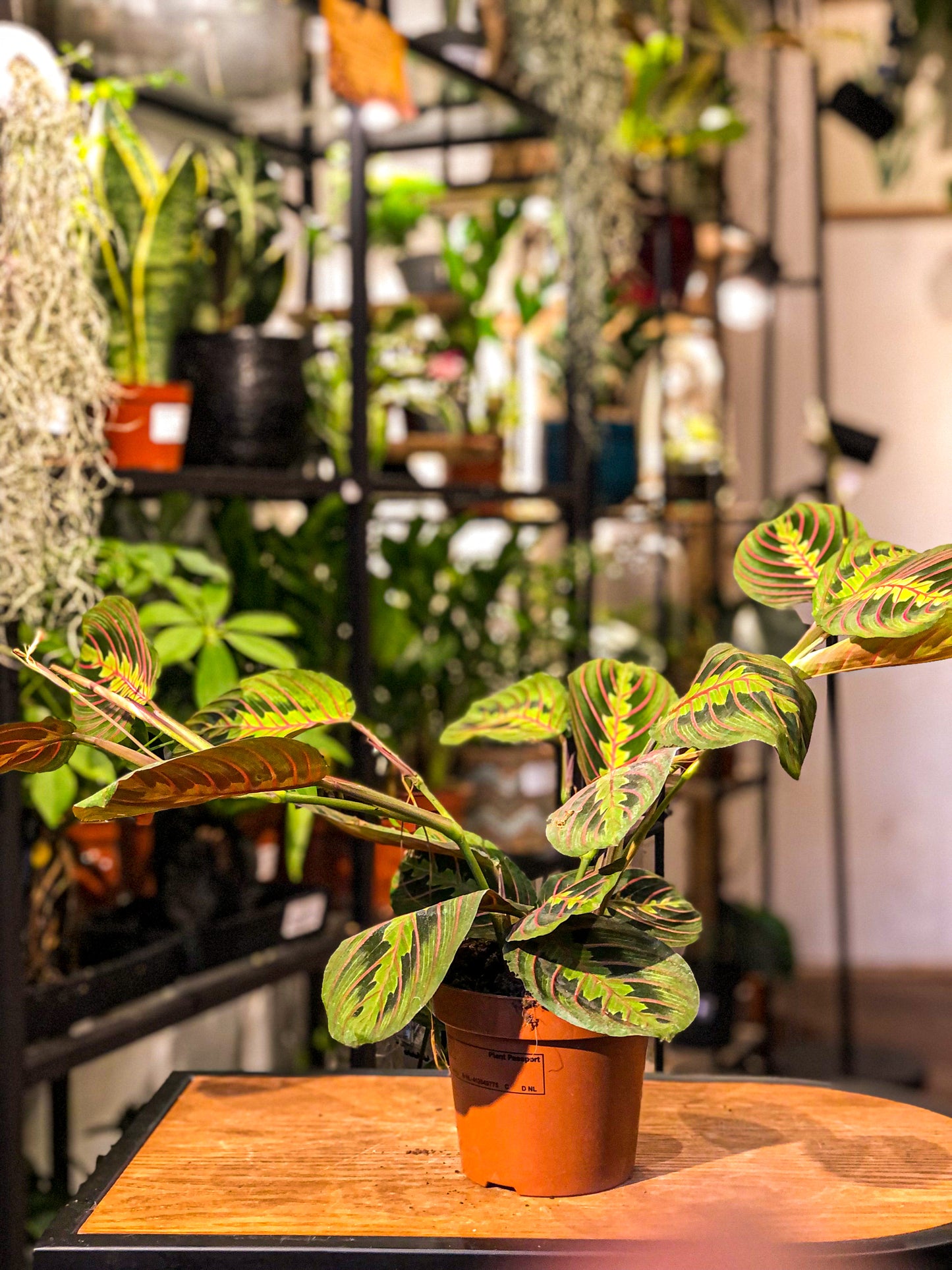 Maranta - Avalon - Plants, Gifts & Antiques