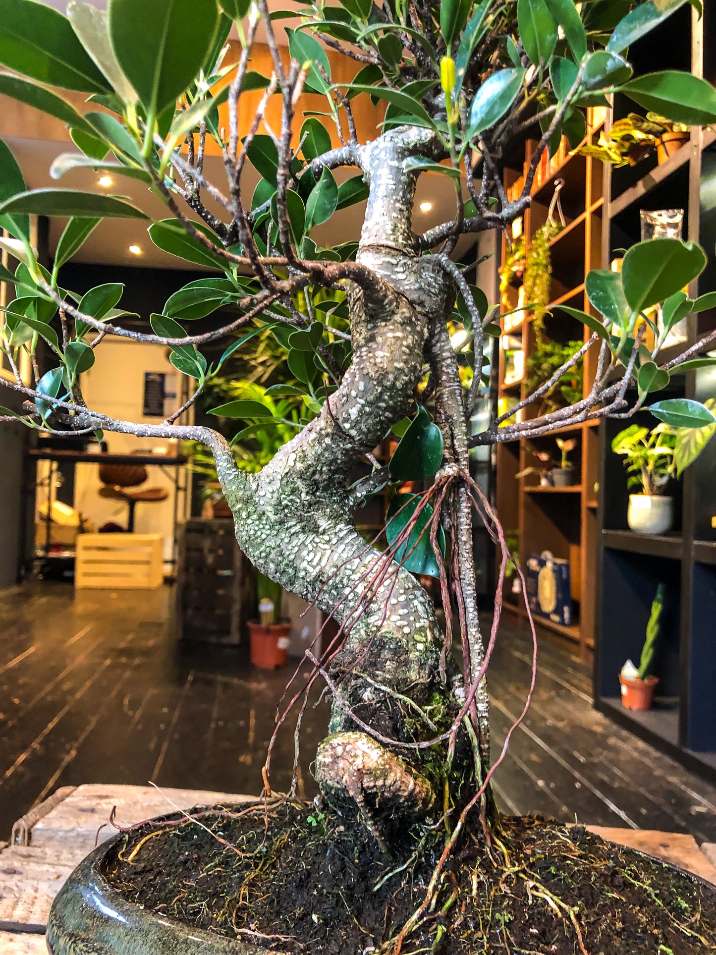 Ficus Bonsai (L) | Moyogi-stijl (S-vormig)