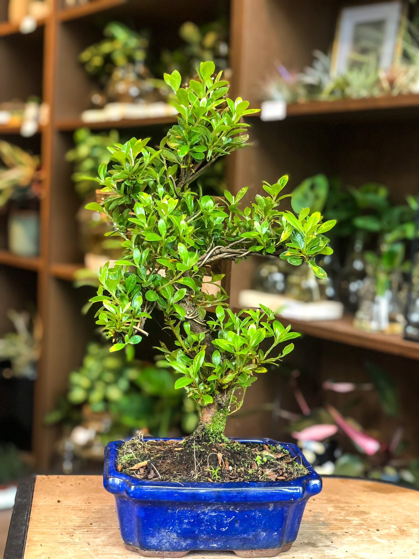 Rhododendron - Avalon - Plants, Gifts & Antiques