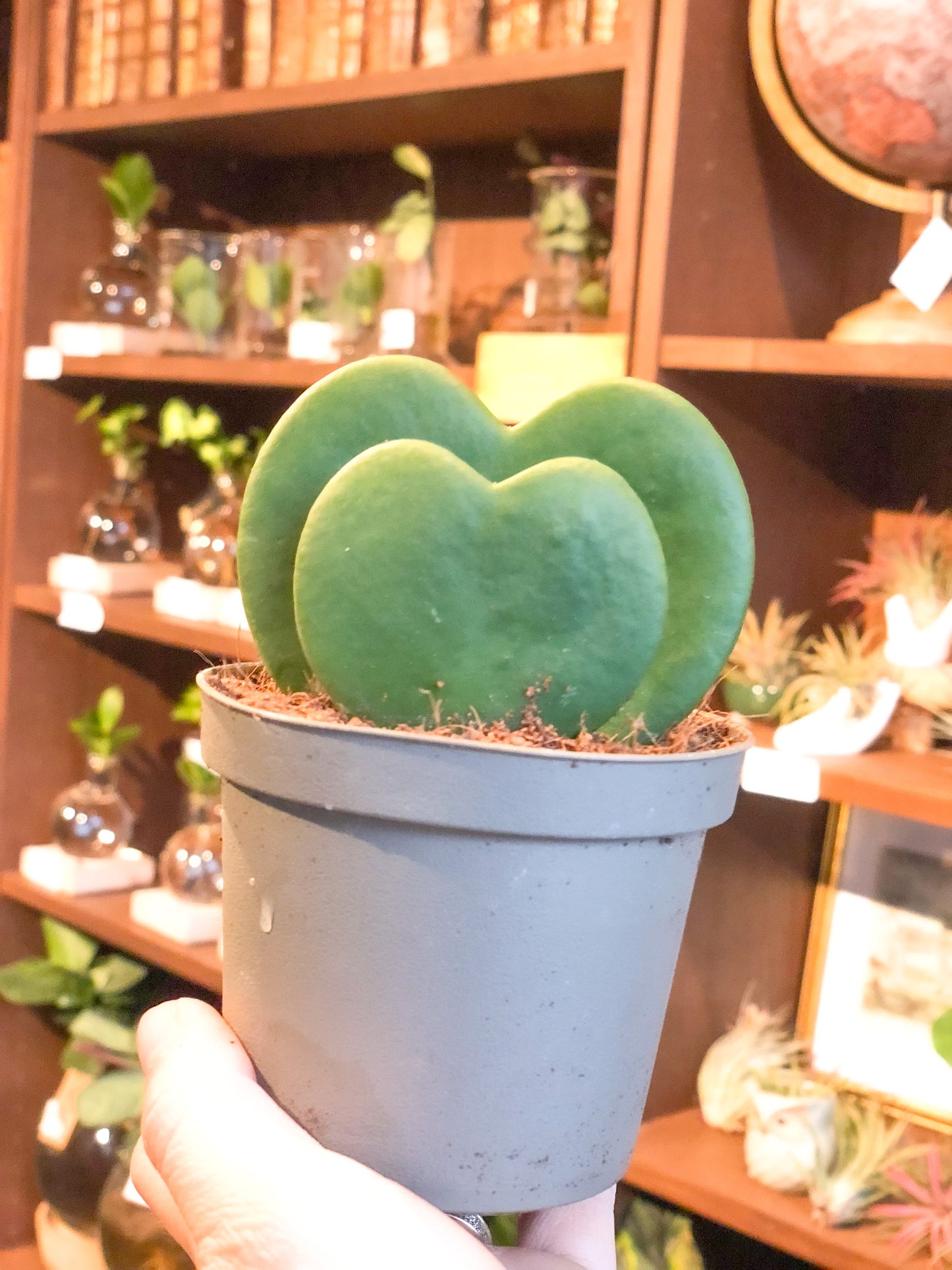 Hoya Kerrii - Avalon - Plants, Gifts & Antiques