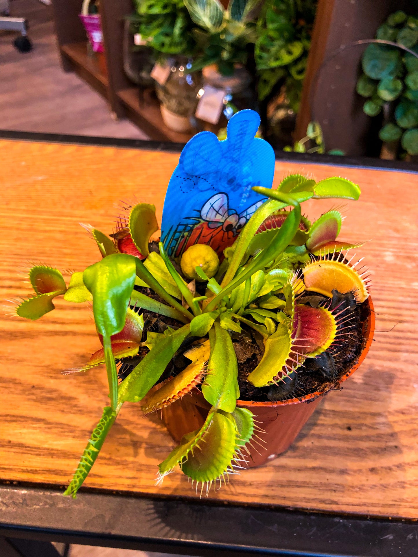 Carnivorous Plants - Venus Flytrap - Avalon - Plants, Gifts & Antiques