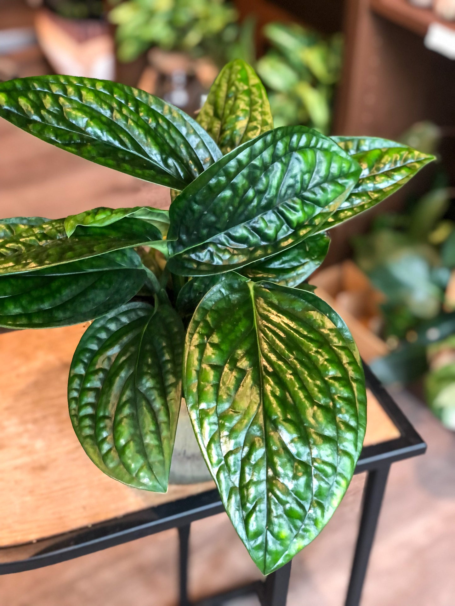 Monstera Peru