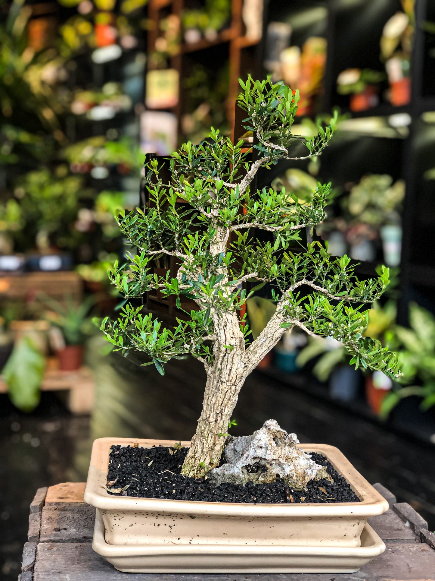Buxus Bonsai (L) | Chokkan Style (Formal upright)