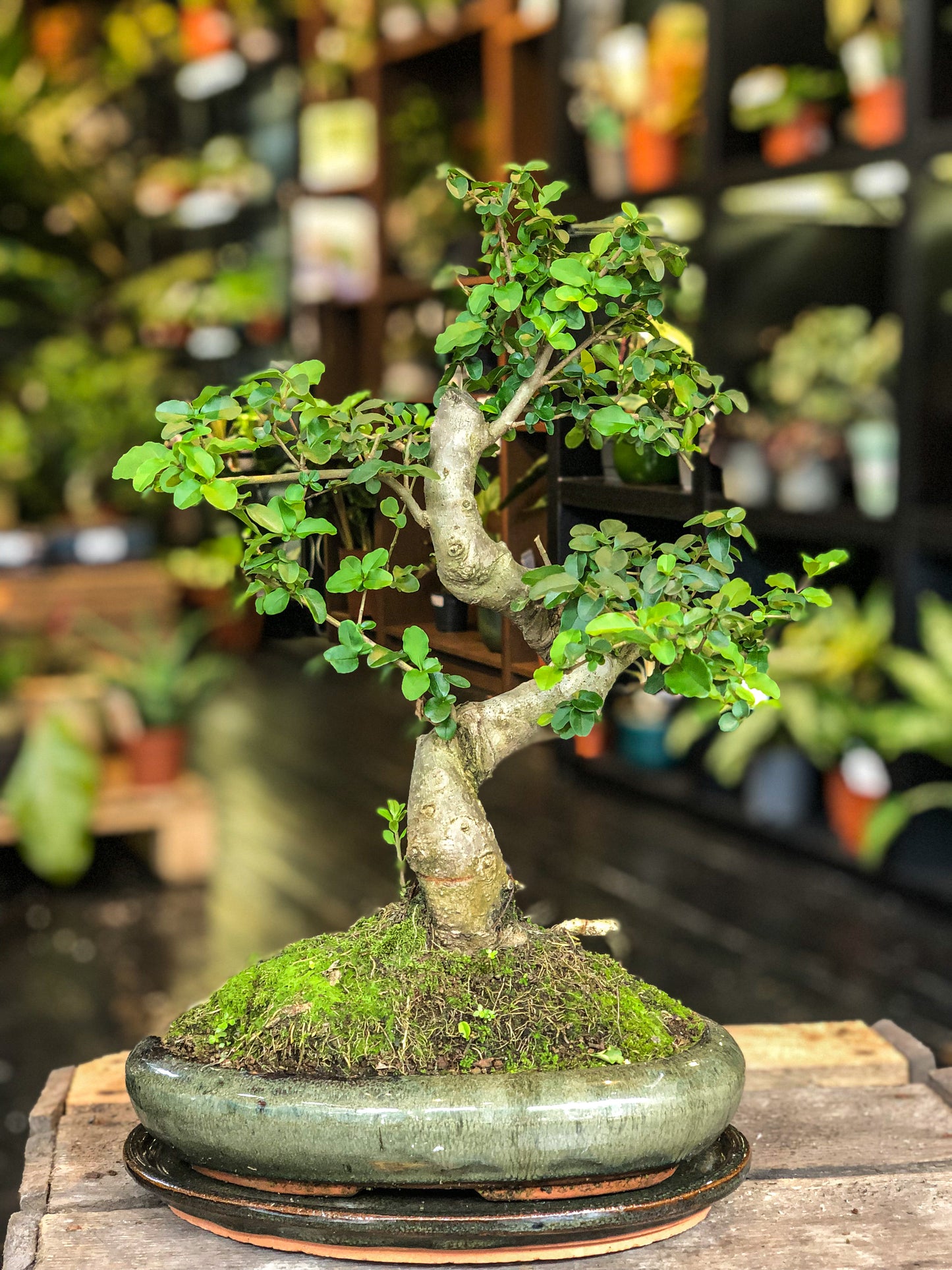 Ligustrum Bonsai (L) | Moyogi-stijl (S-vormig)