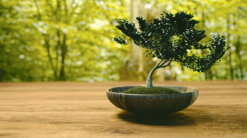 The Art of Bonsai – History and Cultural Background