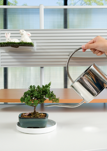 A Beginner's Guide to Watering Your Bonsai
