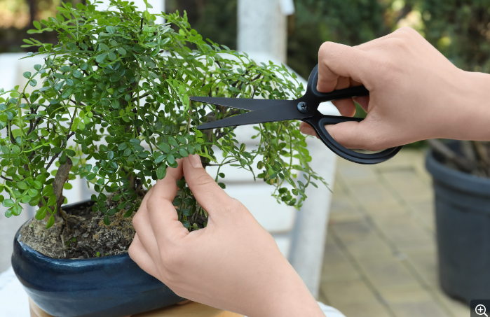 Beginner's Guide to Trimming Your Bonsai and Keeping It Healthy