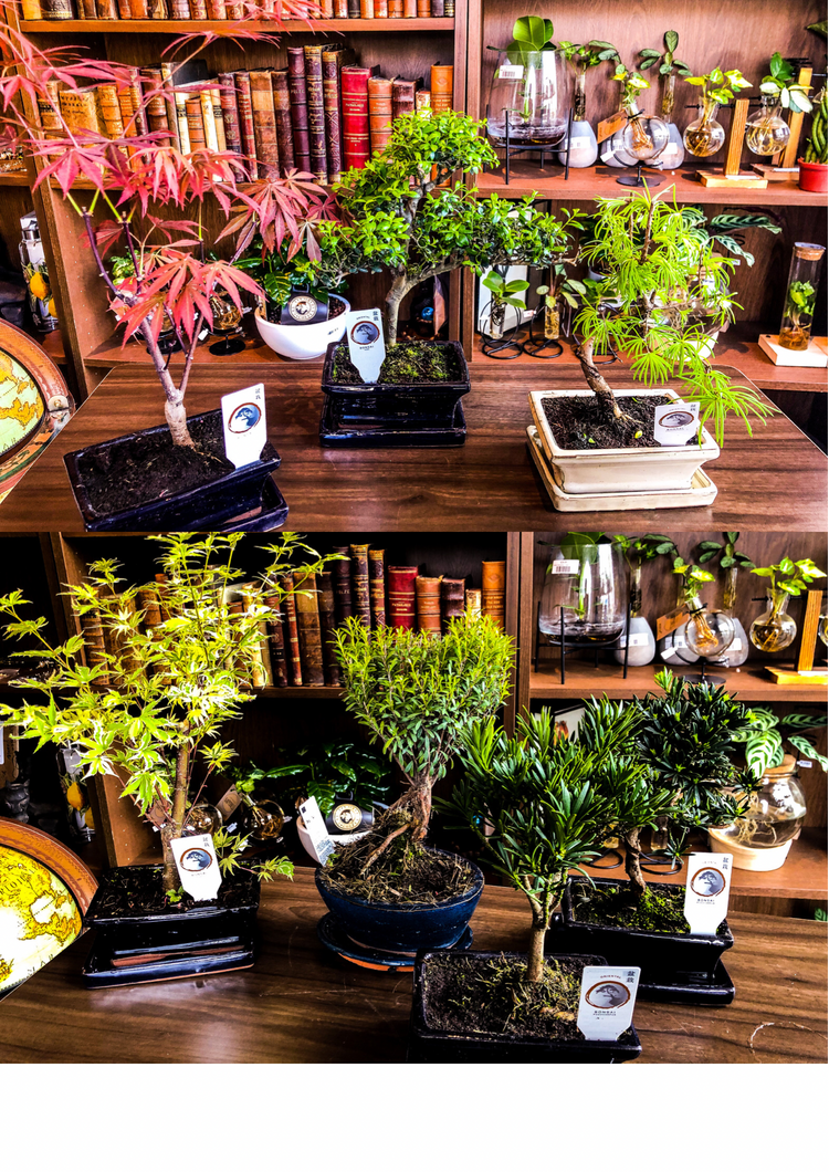 All indoor and outdoor Bonsai