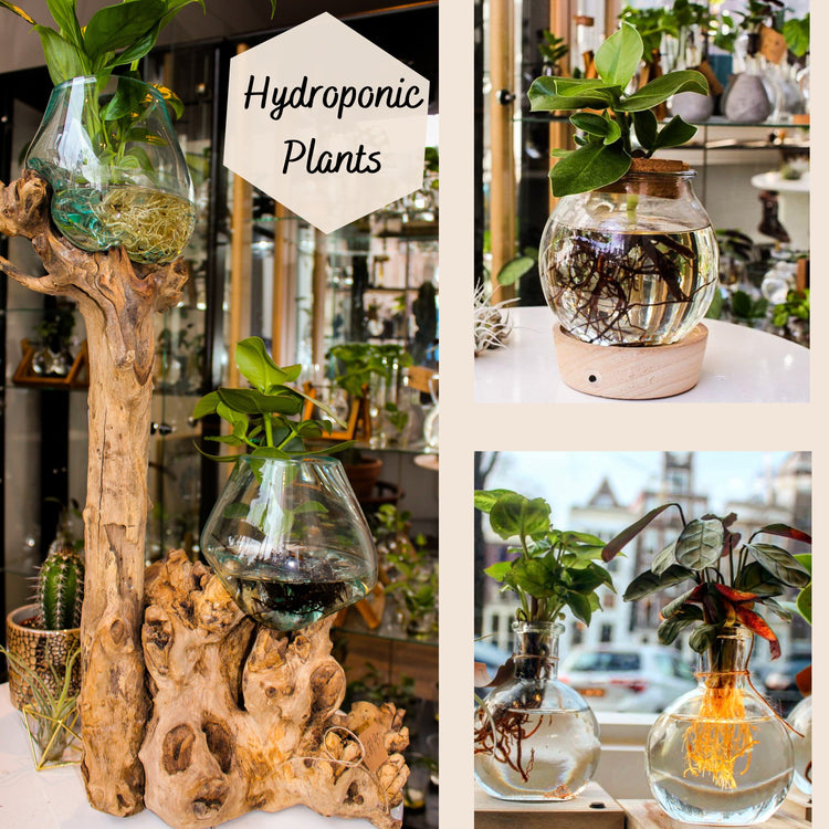 hydroponic plants