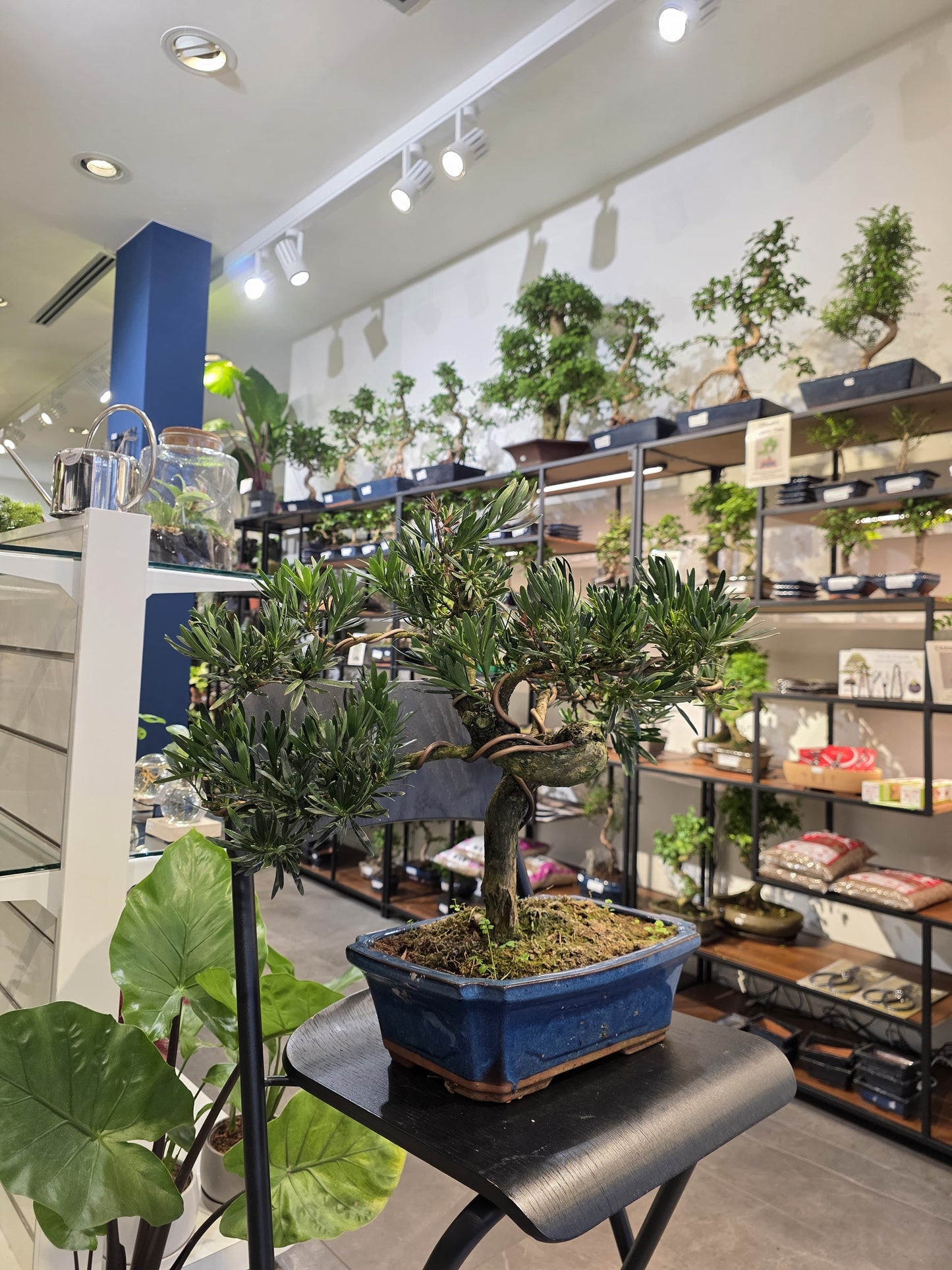 Buddha’s Pine (Podocarpus)