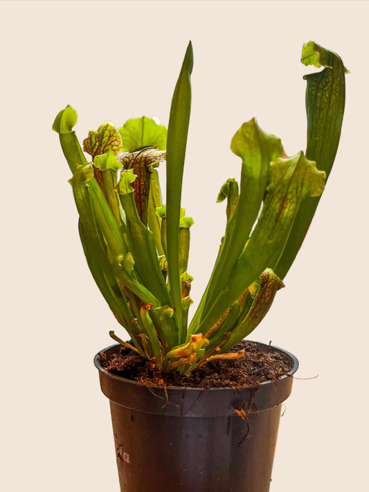 Carnivorous Plants - Trumpet pitchers | Sarracenia