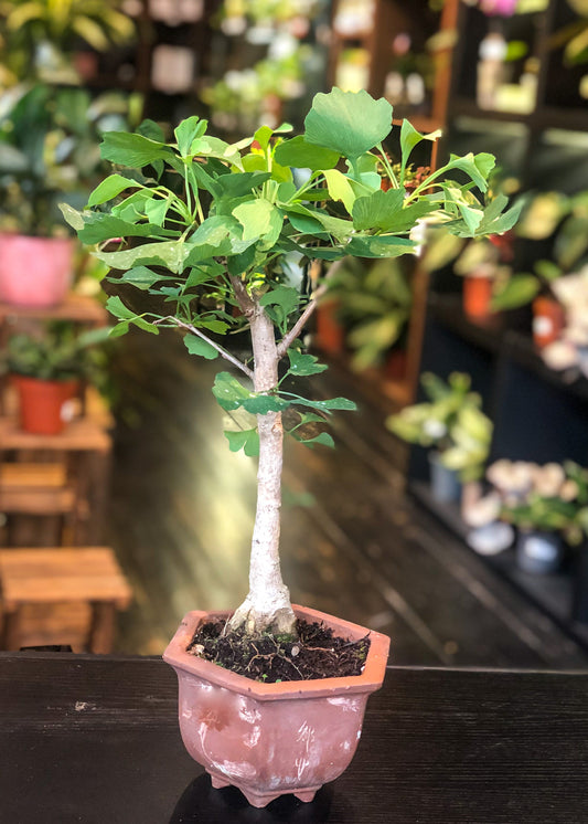 Ginkgo - Chokkan Style (formeel rechtop)